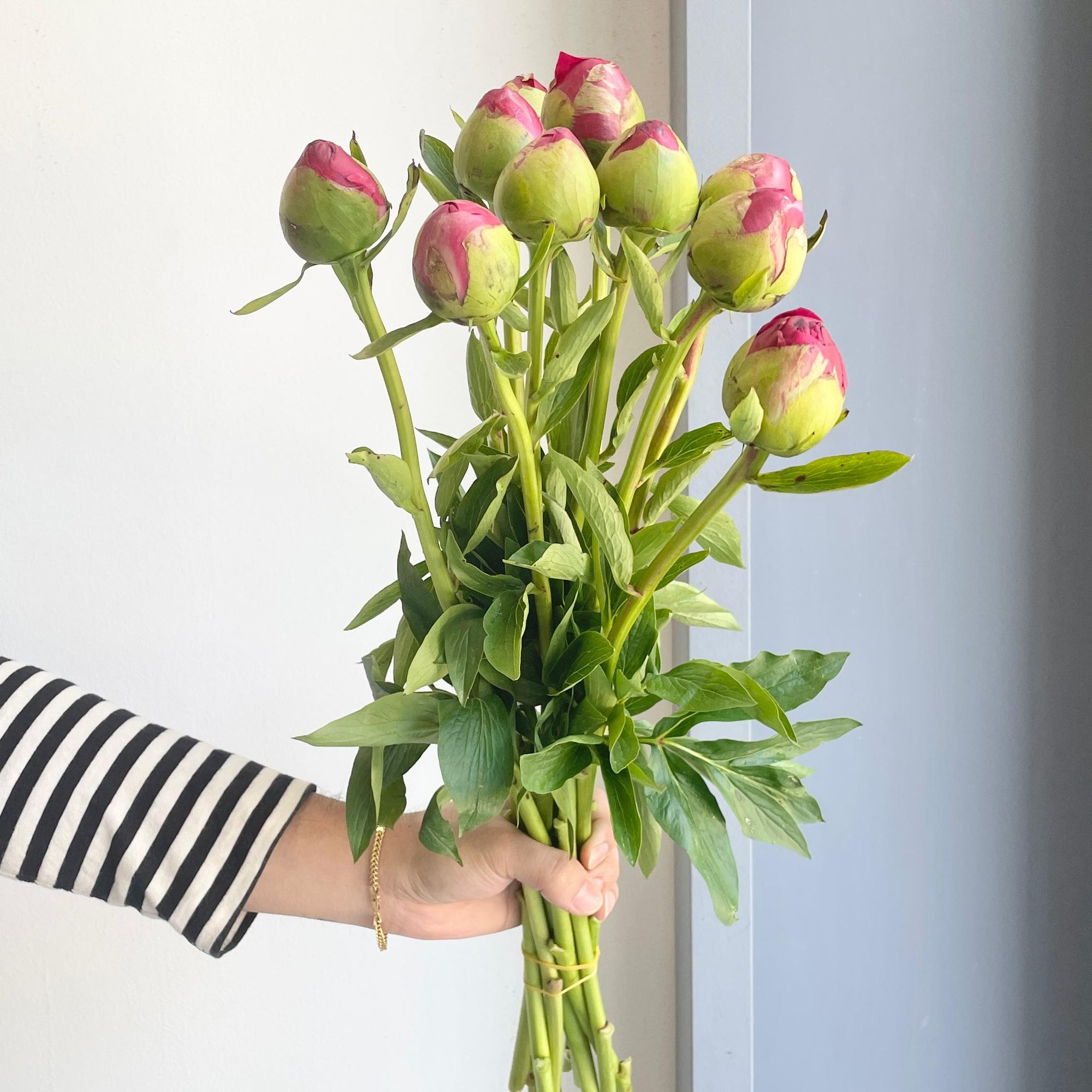 Peonies - Command Performance Red-Pink (Small)