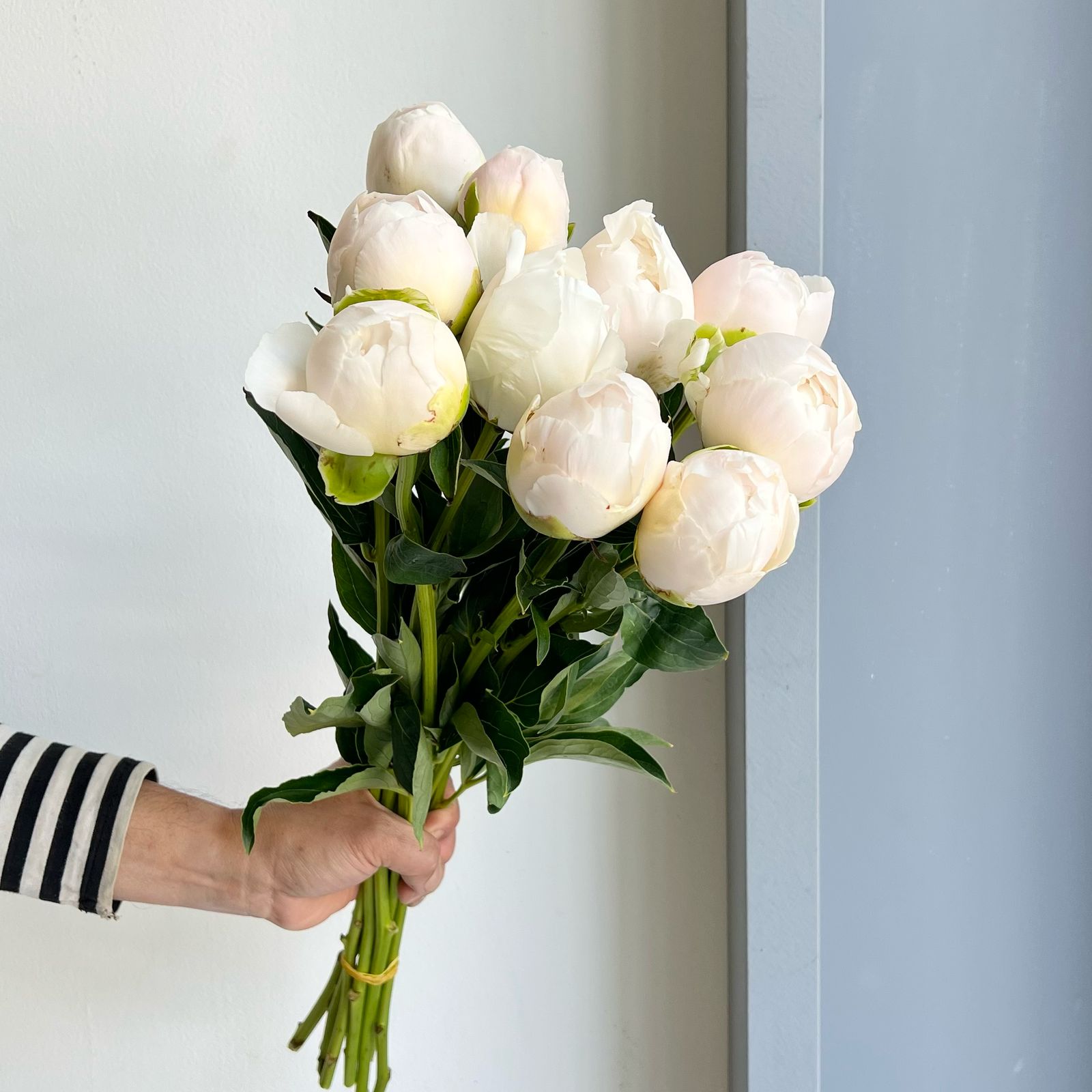 Peonies - Princess Bride