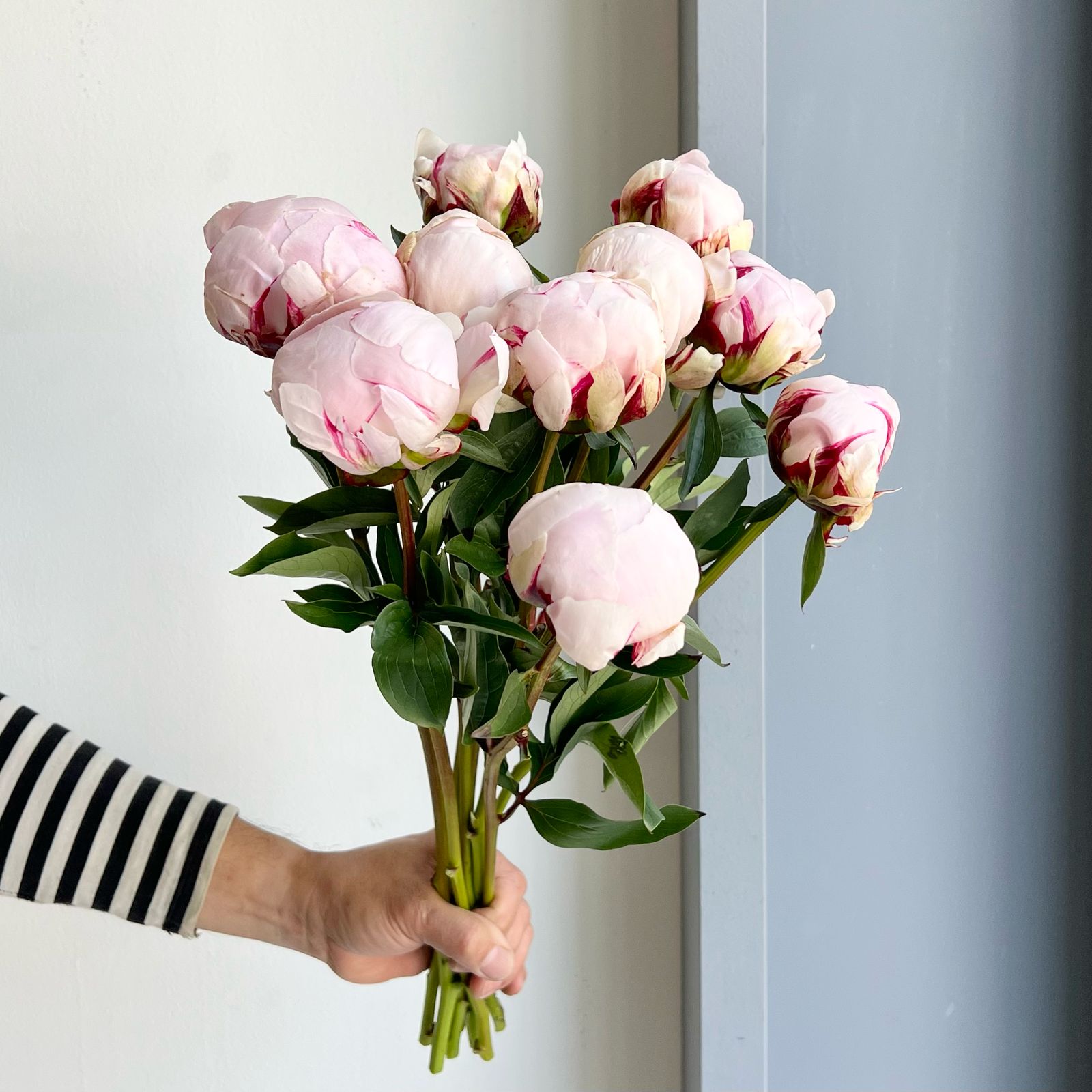 Peonies - Reine Hortens Rose Pink