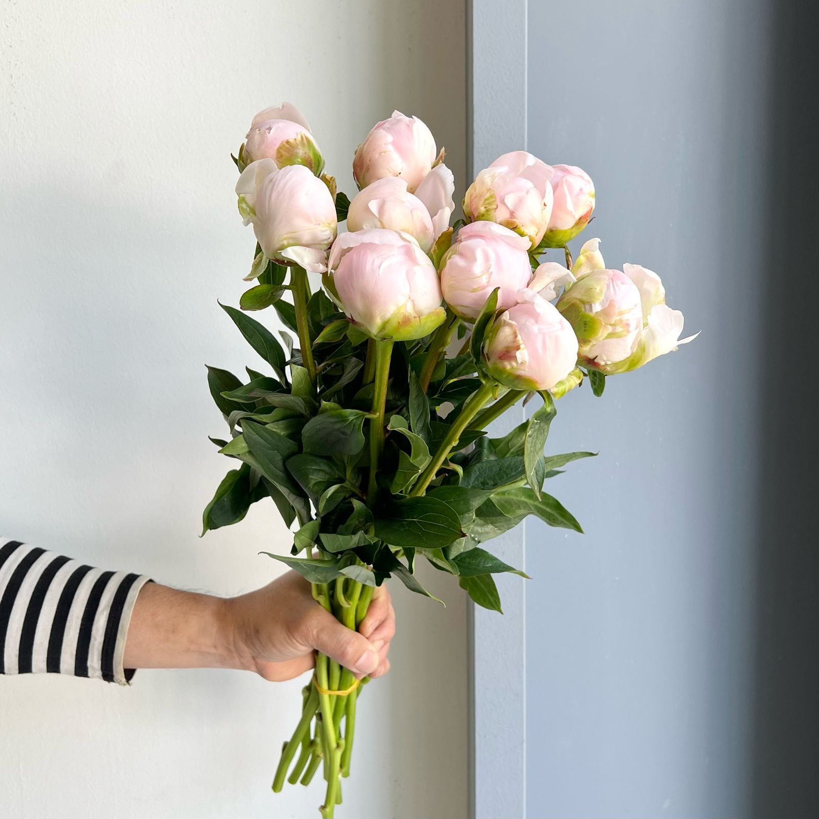 Peonies - White Grace Light Pink