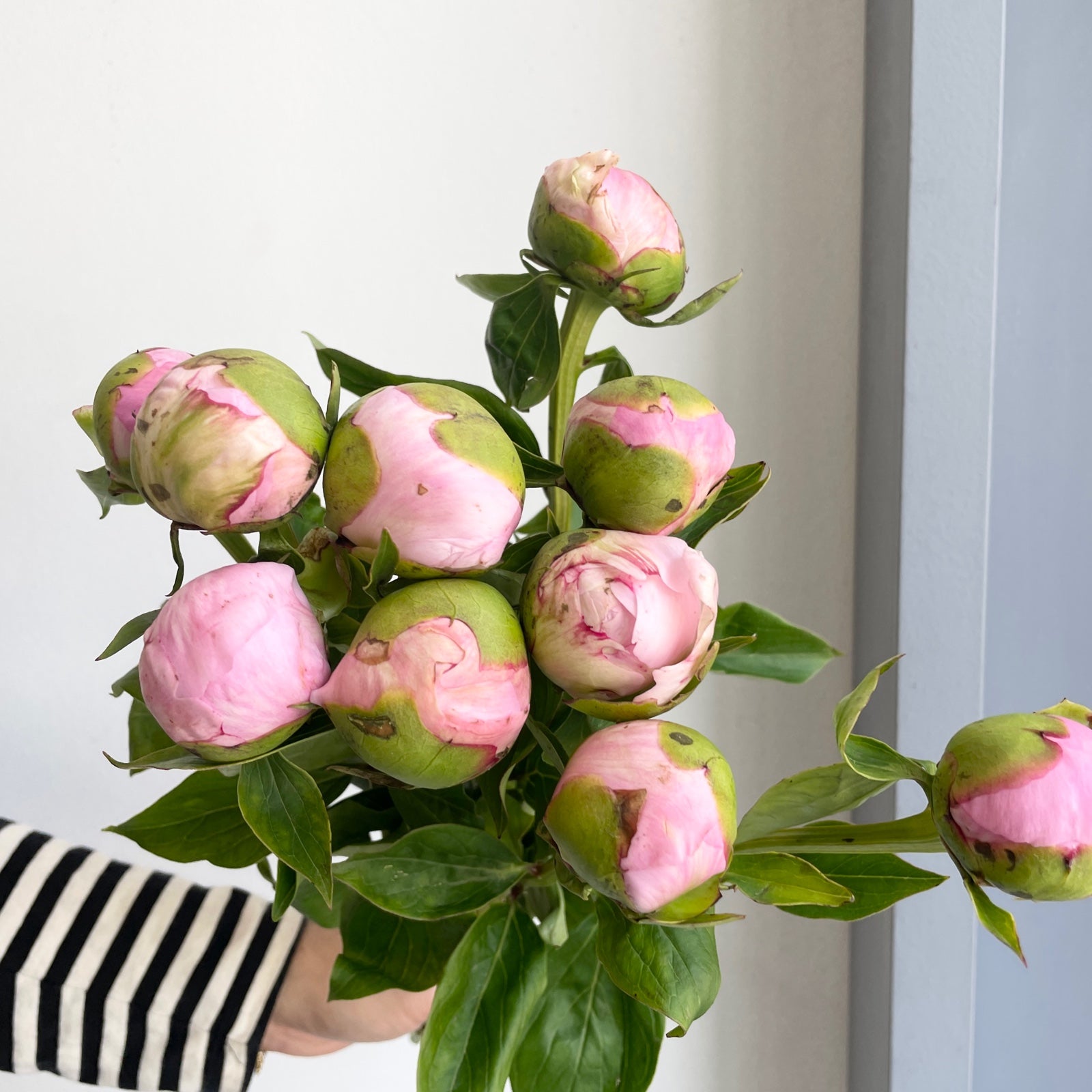 Peonies - Angel Cheeks Blush Pink (Small)