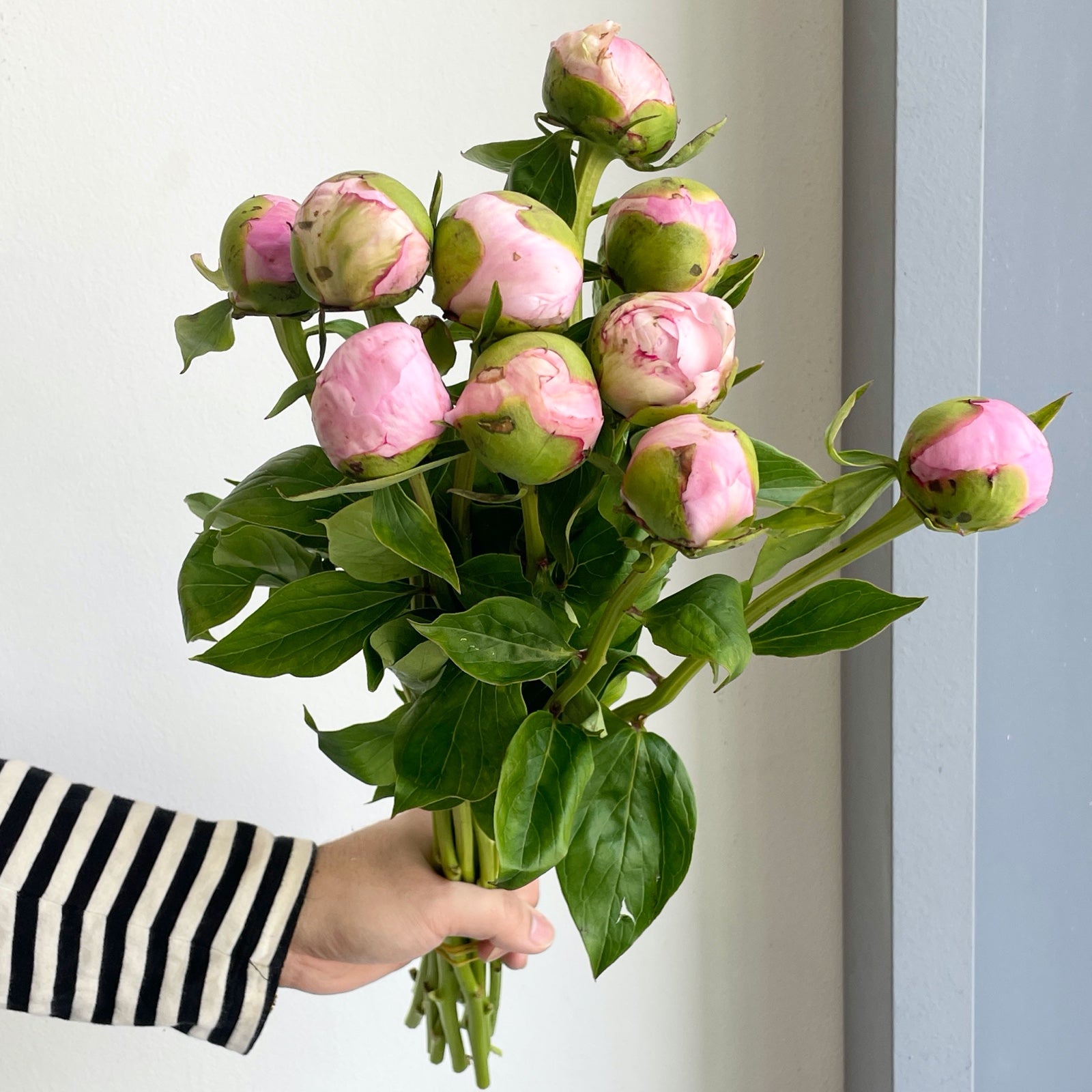 Peonies - Angel Cheeks Blush Pink (Small)