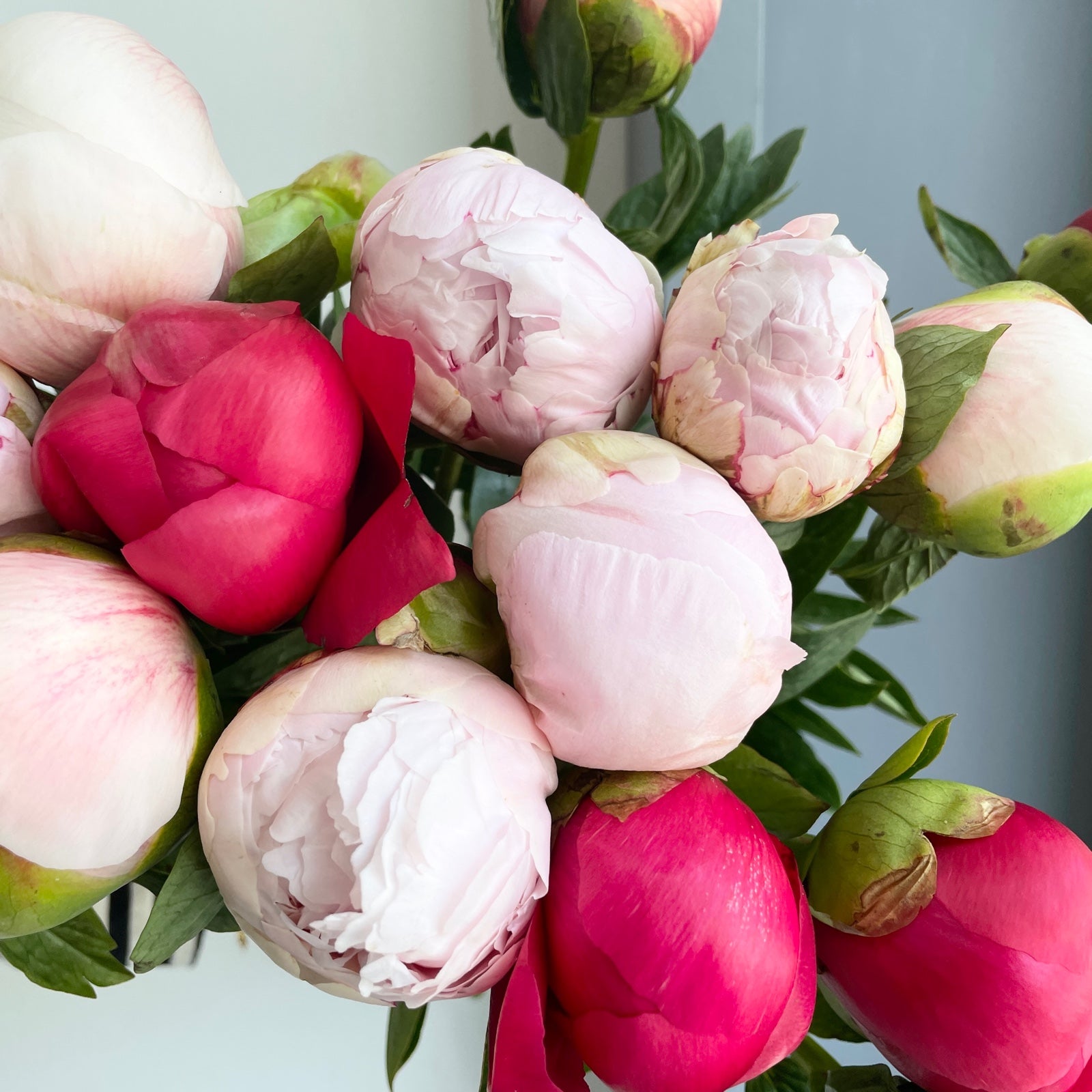 Peonies - Bloom Crush Mix