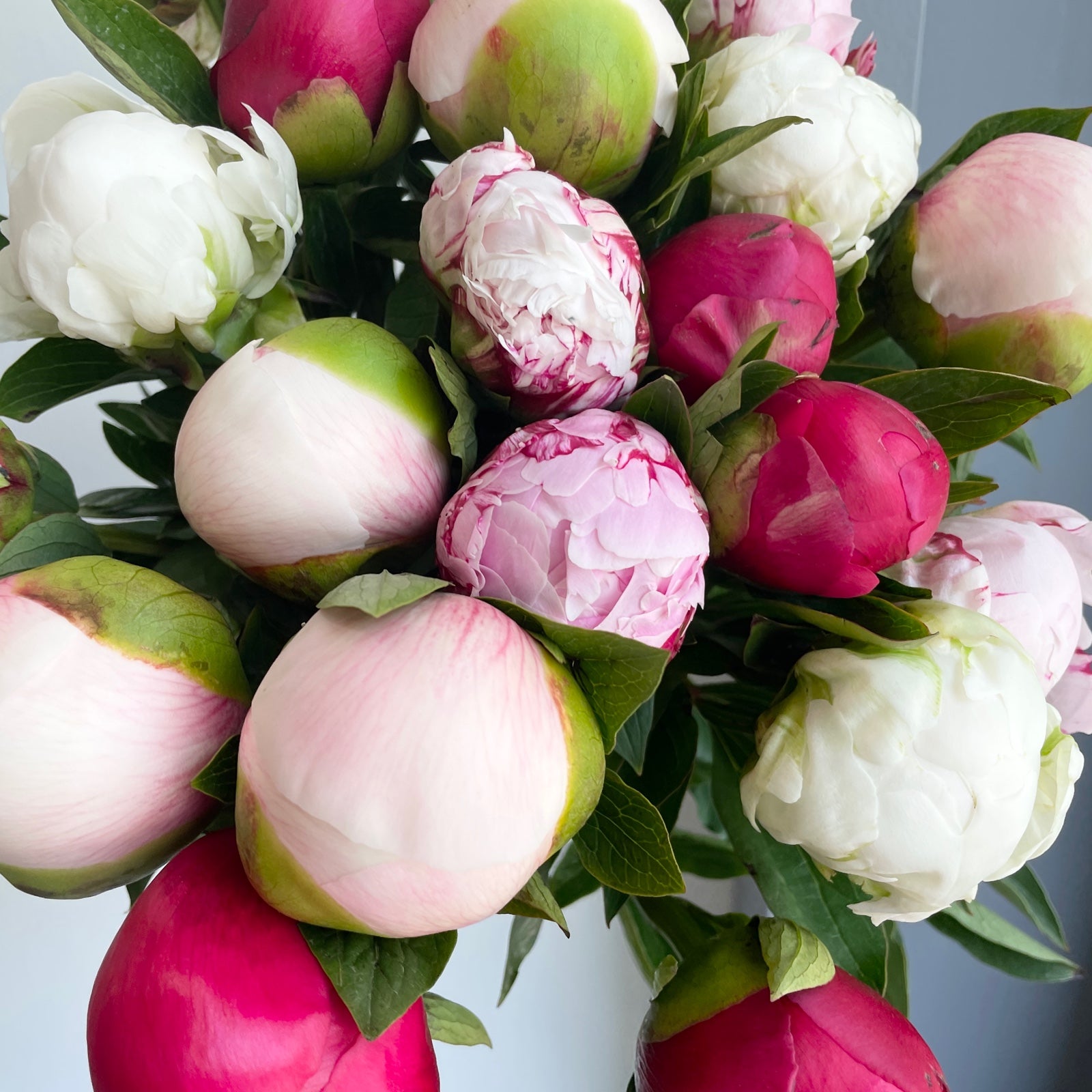 Peonies - Blushing Medley Mix (20 Stem)
