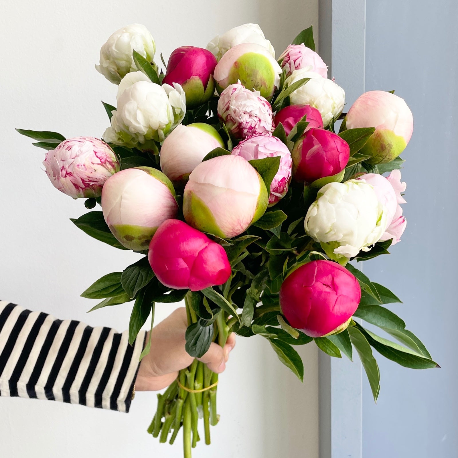 Peonies - Blushing Medley Mix (20 Stem)