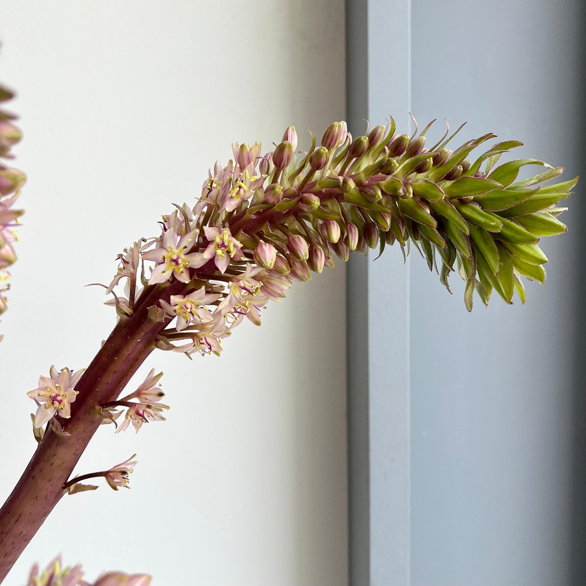 Pineapple Lily