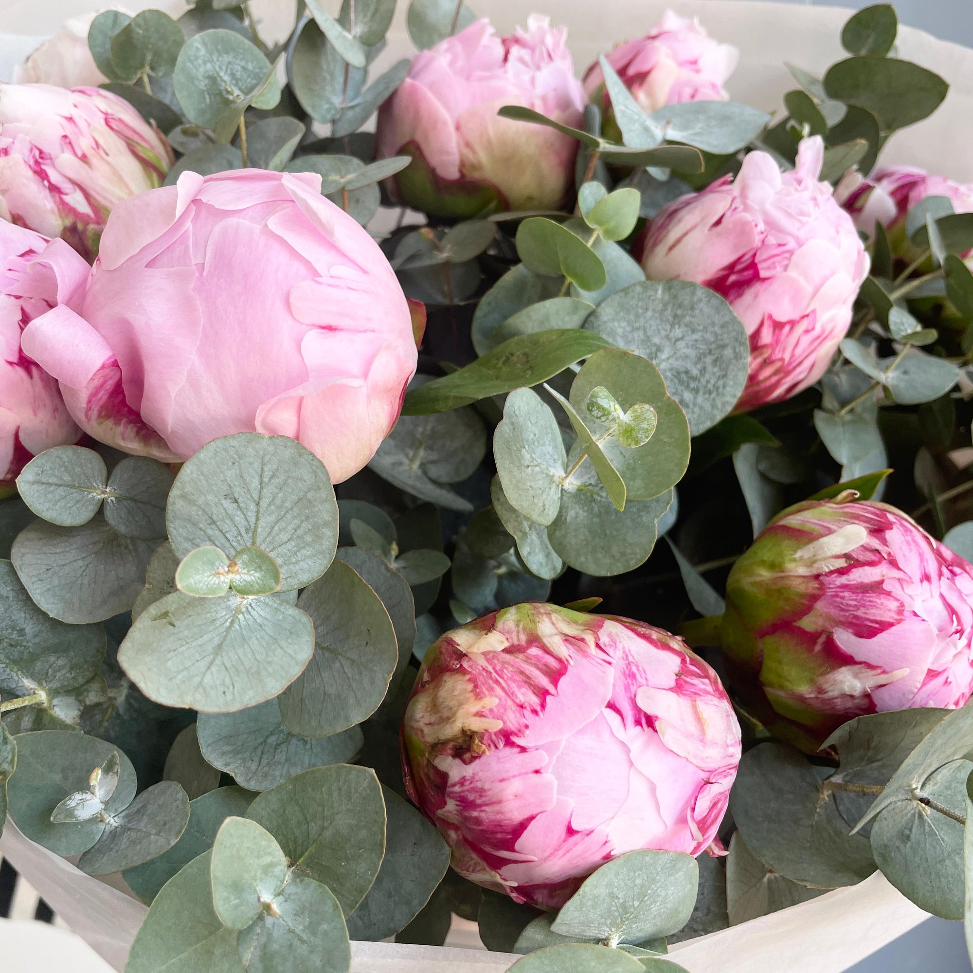 Peonies - Blushing Elegance