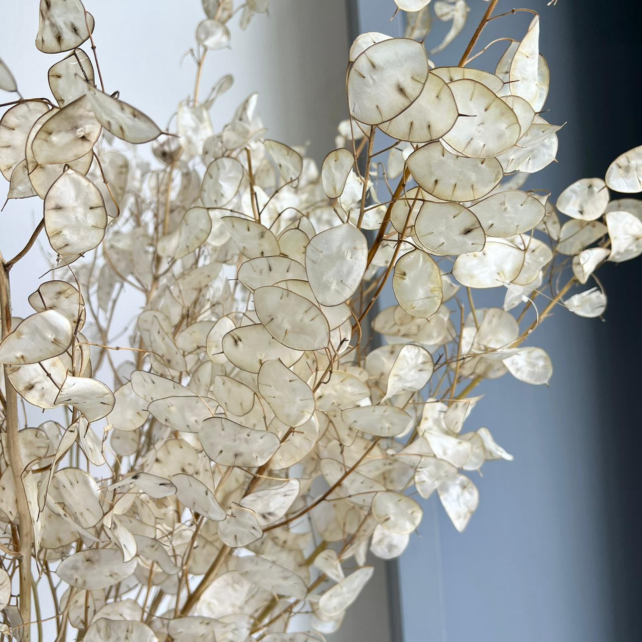 Lunaria Ann Preserved