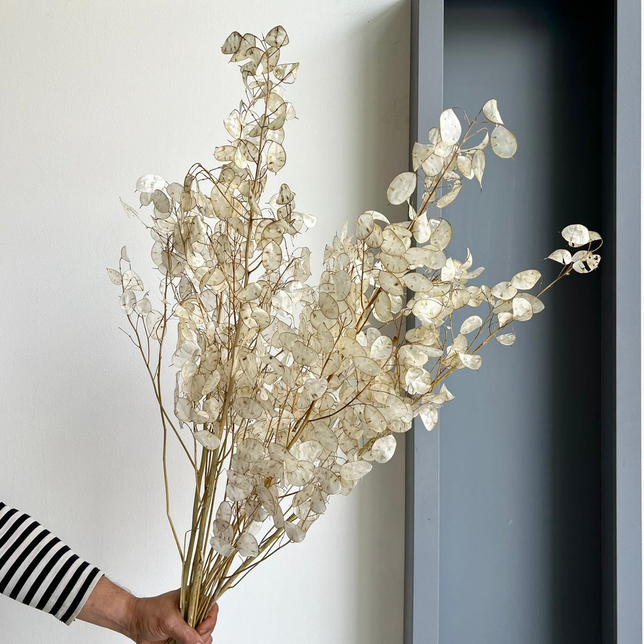 Lunaria Ann Preserved