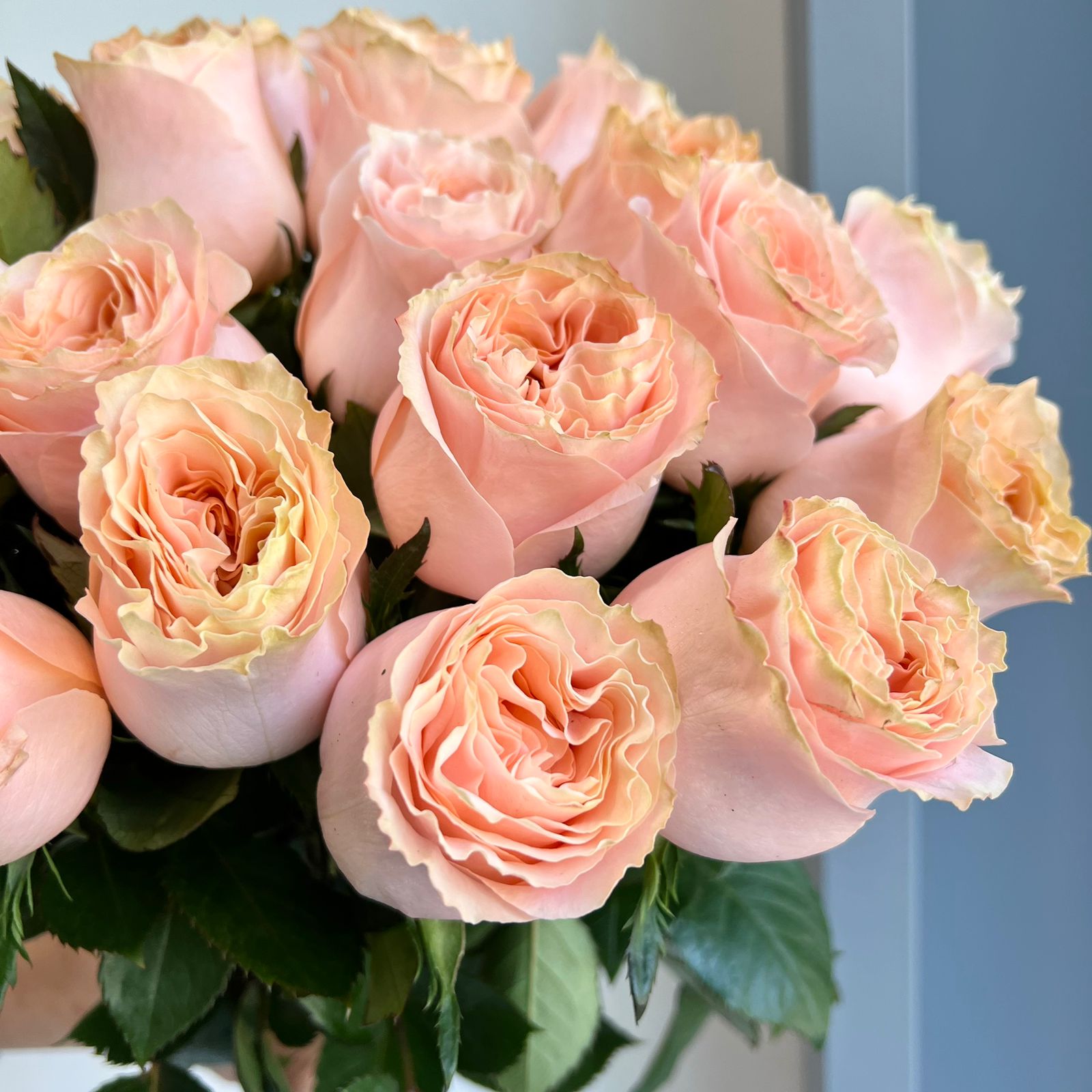 Roses - Princess Crown Peach