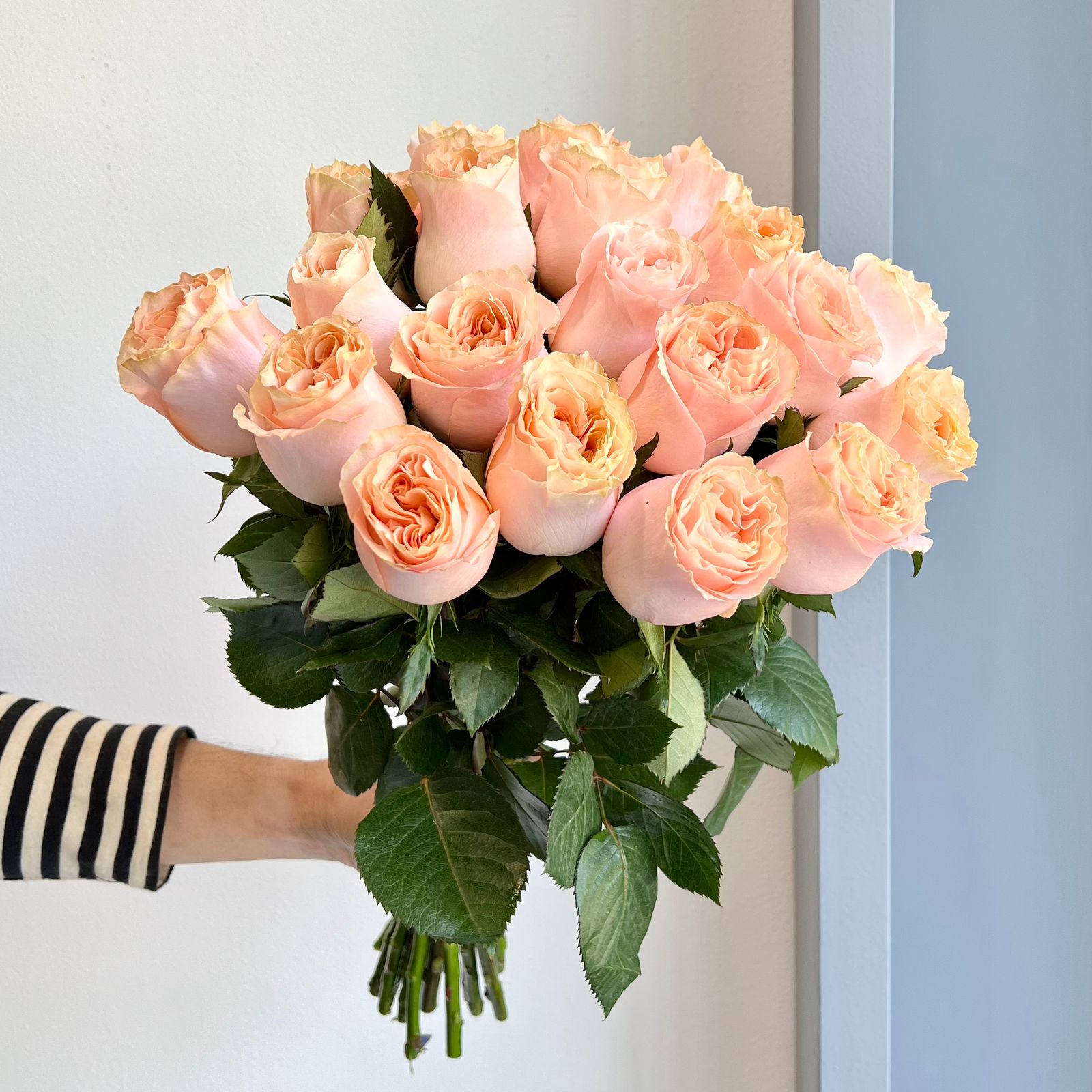 Roses - Princess Crown Peach