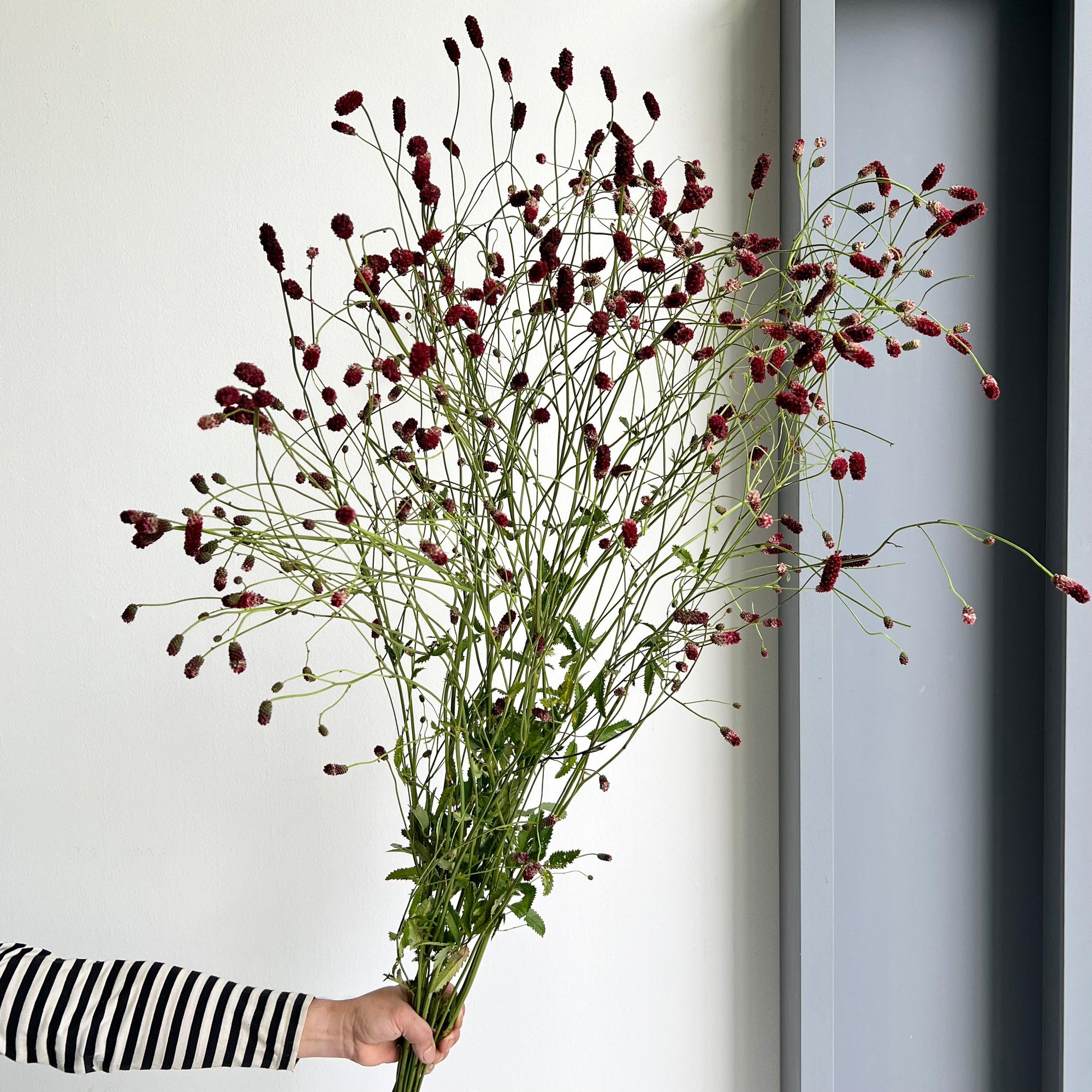 Sanguisorba Officinalis