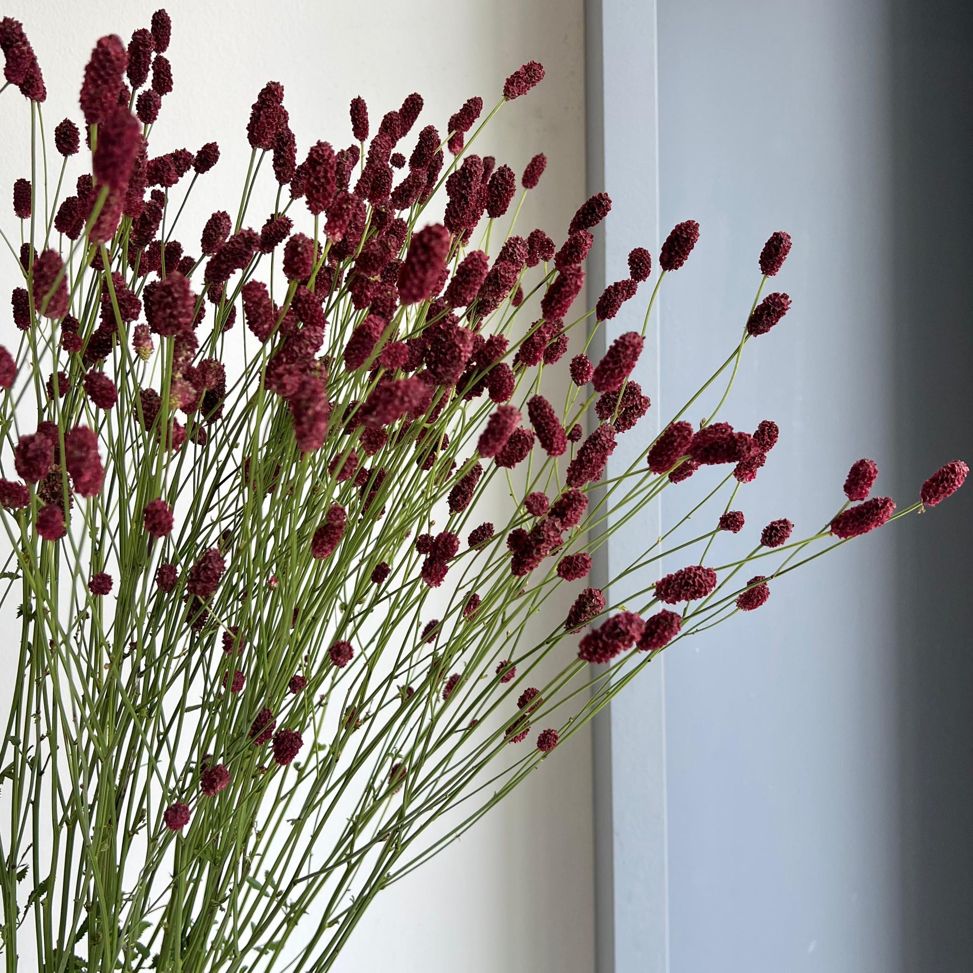 Sanguisorba Officinalis Scarlet Star