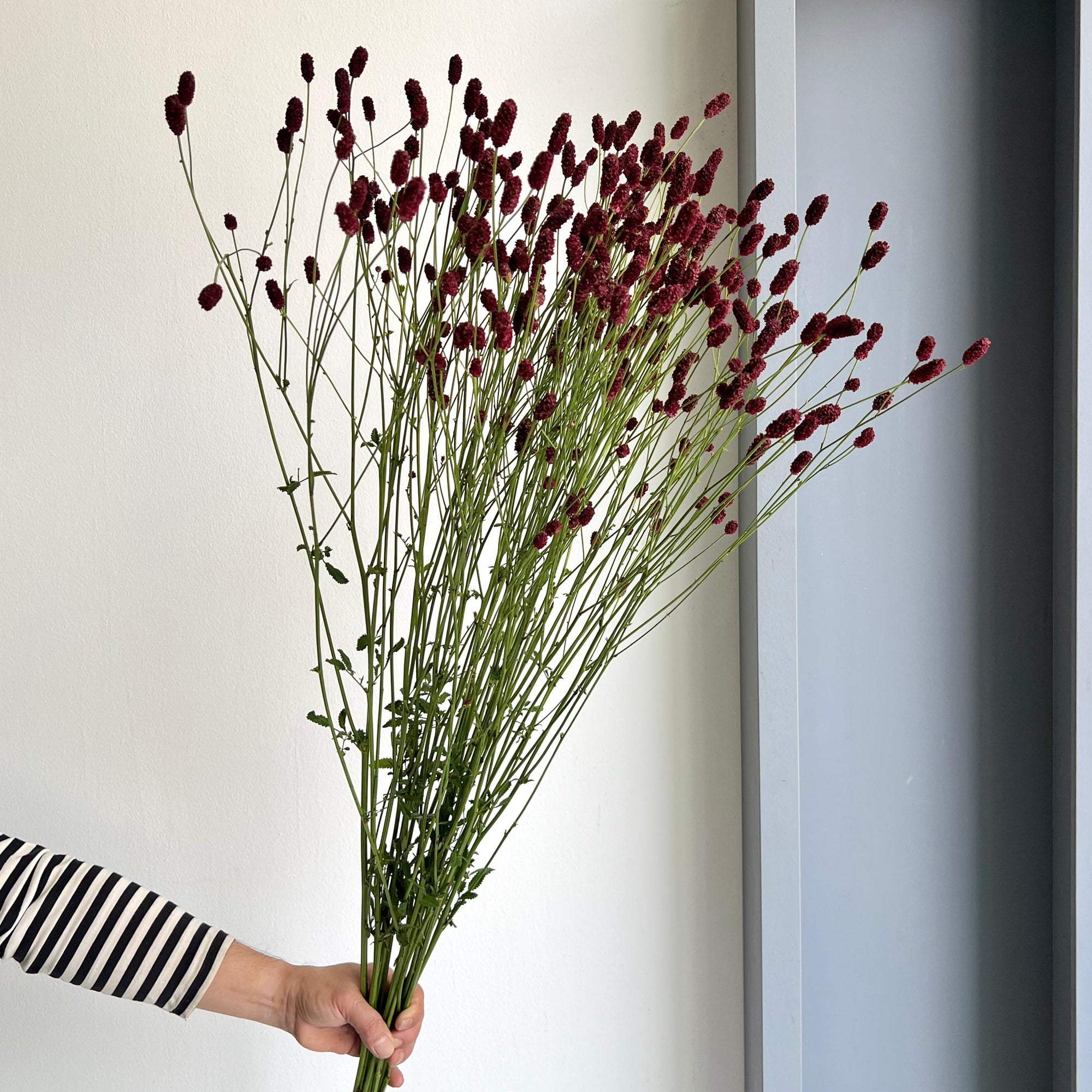 Sanguisorba Officinalis Scarlet Star