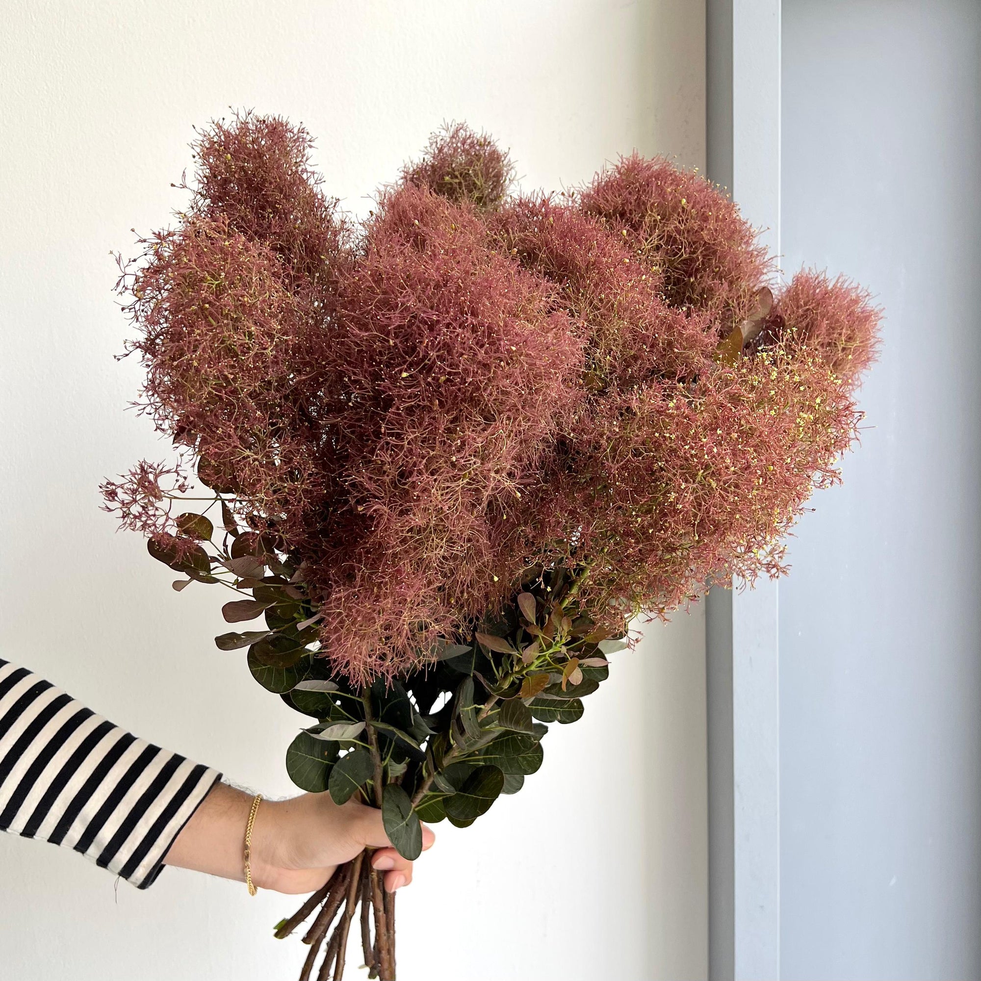 Smoke Bush - Cotinus Magical Torch