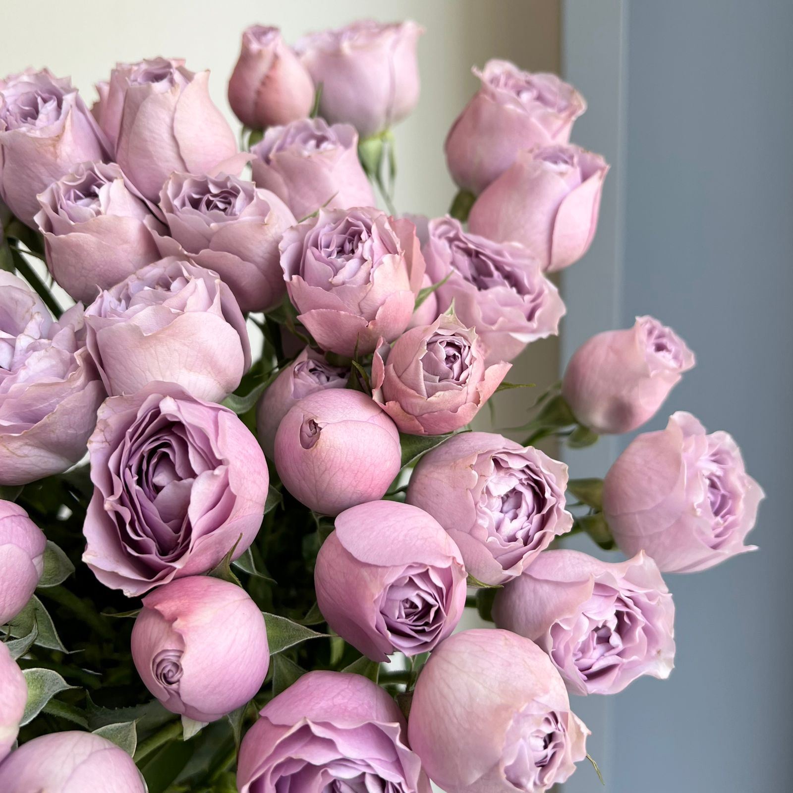 Spray Roses - Lavender Bubble