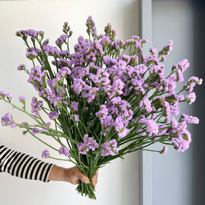 Florette_Flower_Market_Statice_Atlanta_Sun_Birds_Lavender