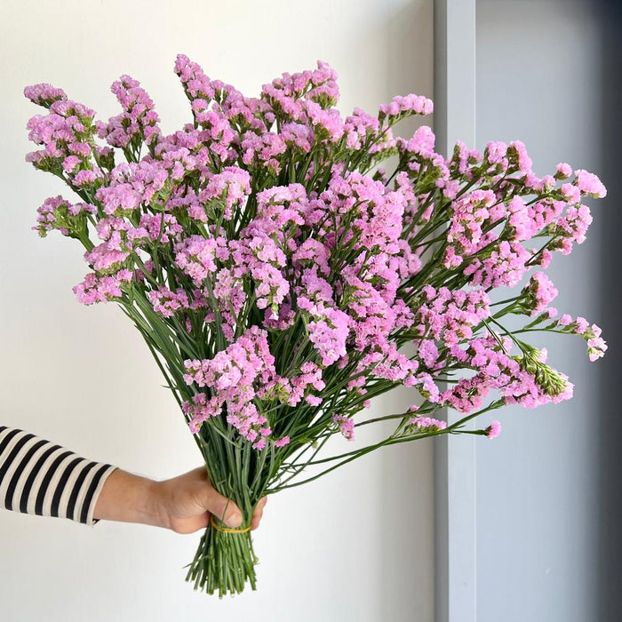Florette_Flower_Market_Statice_Rosella_Sun_Birds_Pink