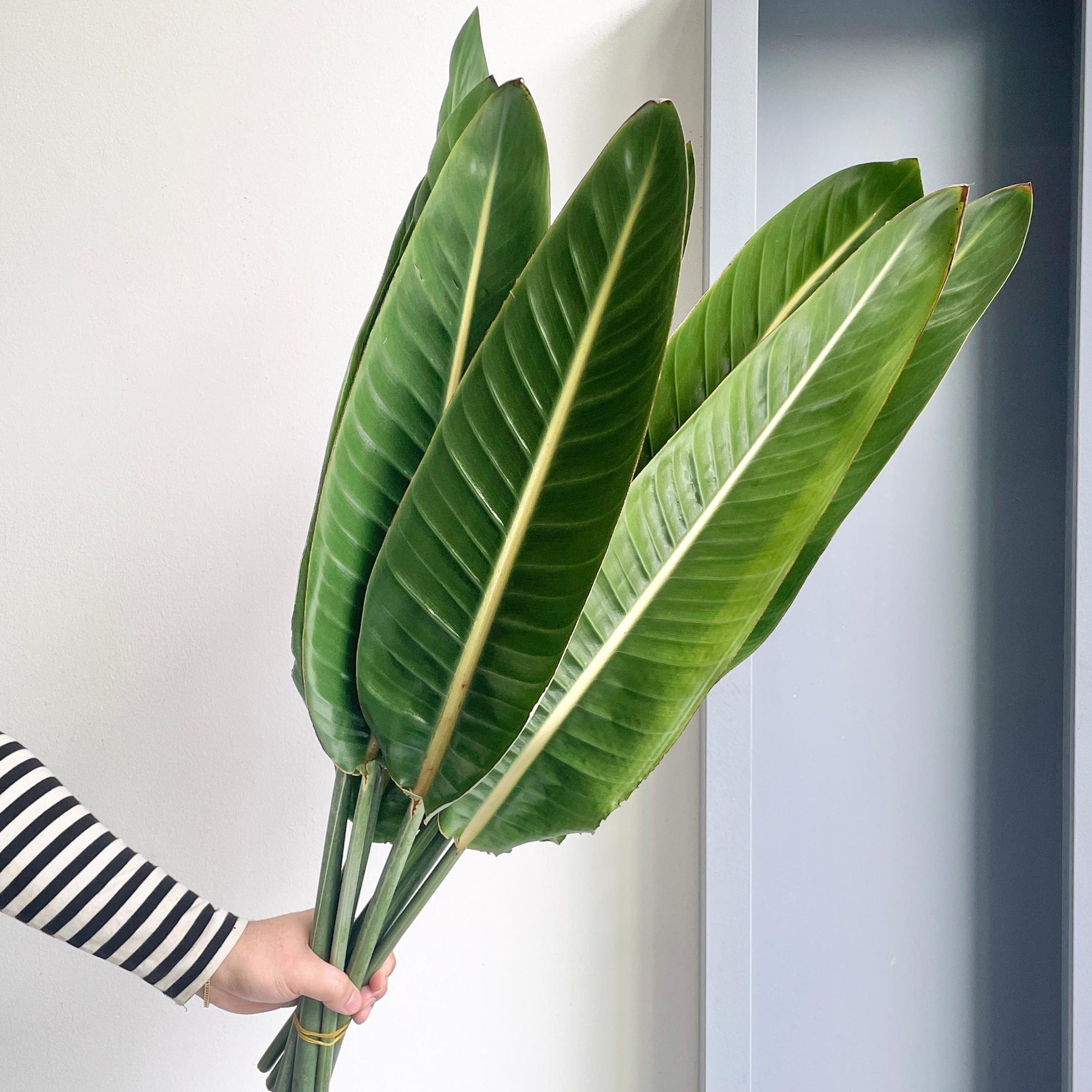 Strelitzia Leaves