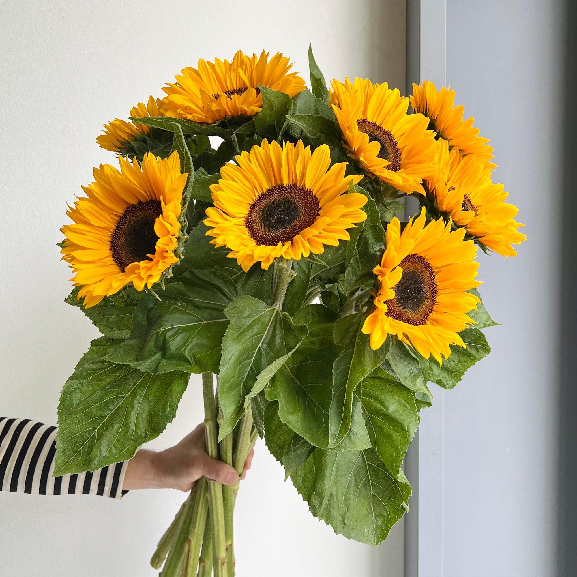 Sunflowers - Sunrich Provence