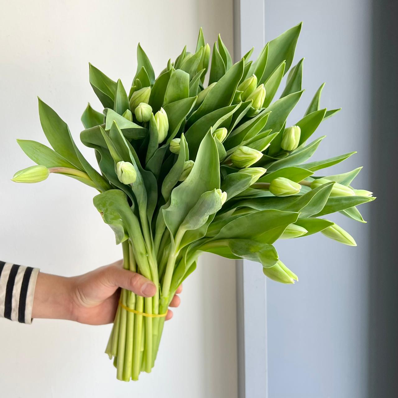 Tulips - Freewheeler White