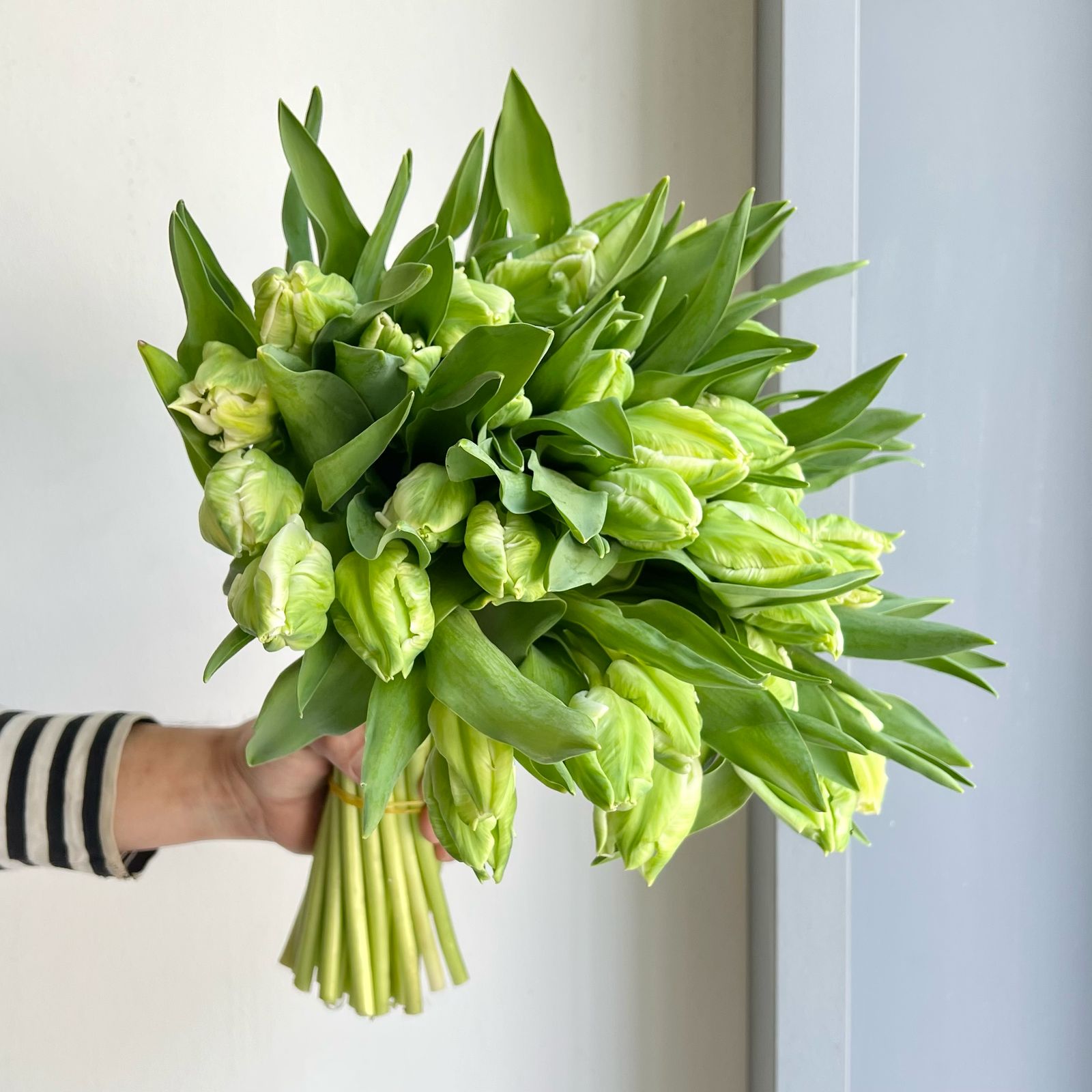 Tulips - Parrot Zambesi