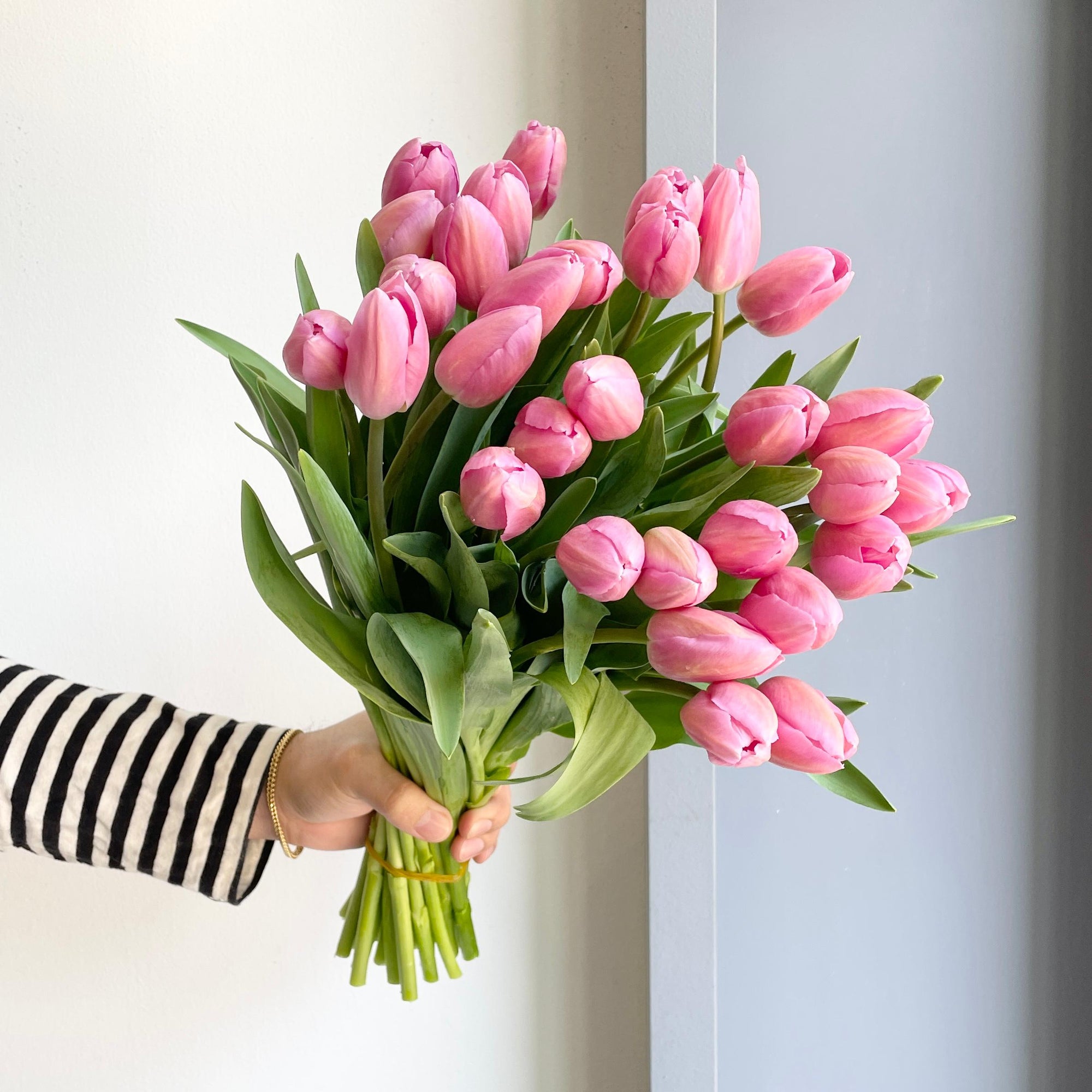 Tulips - Barcelona Pink