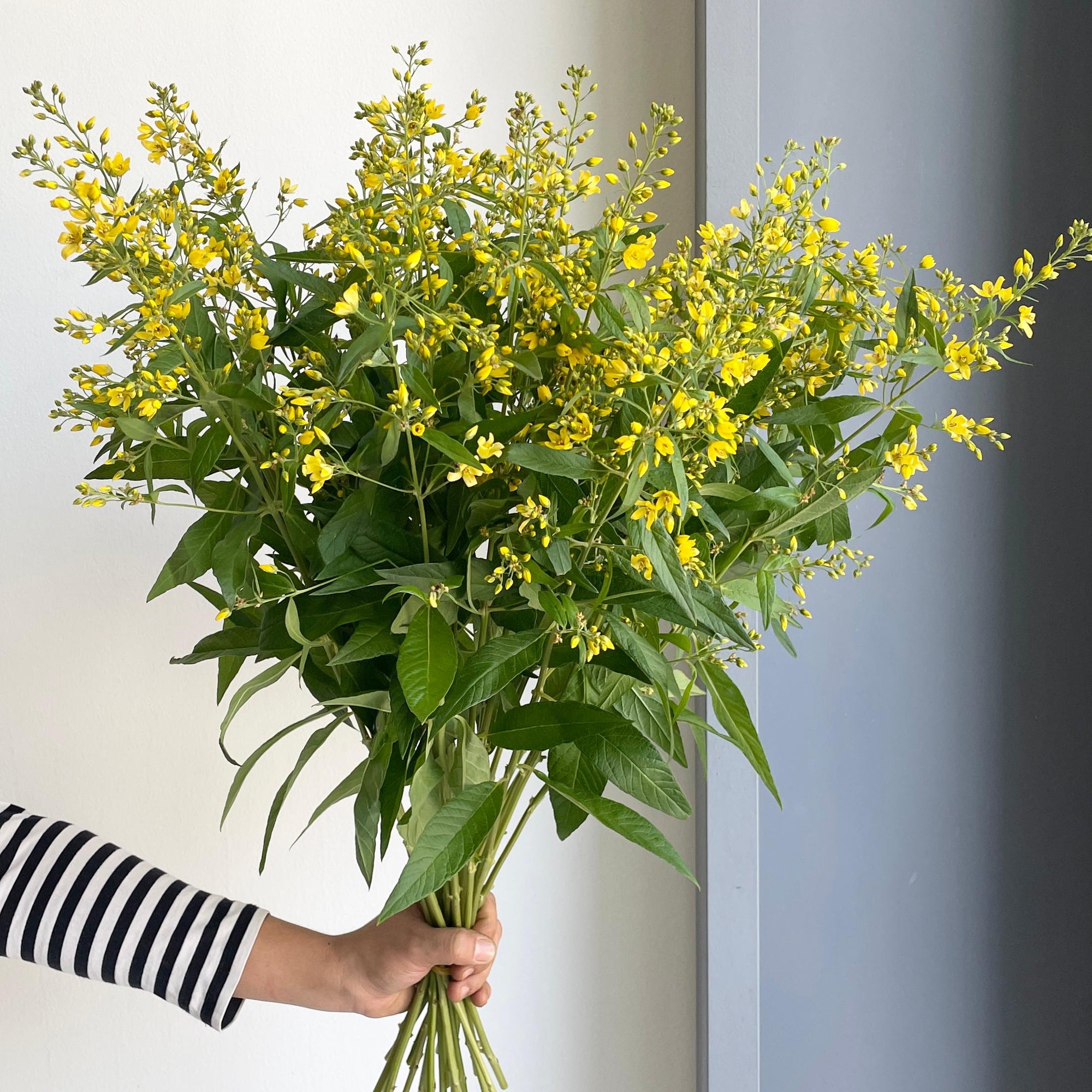 Wild Valgaris Yellow