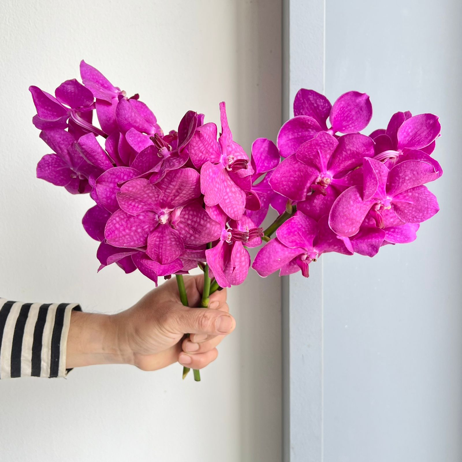 Vanda Orchids - Pink