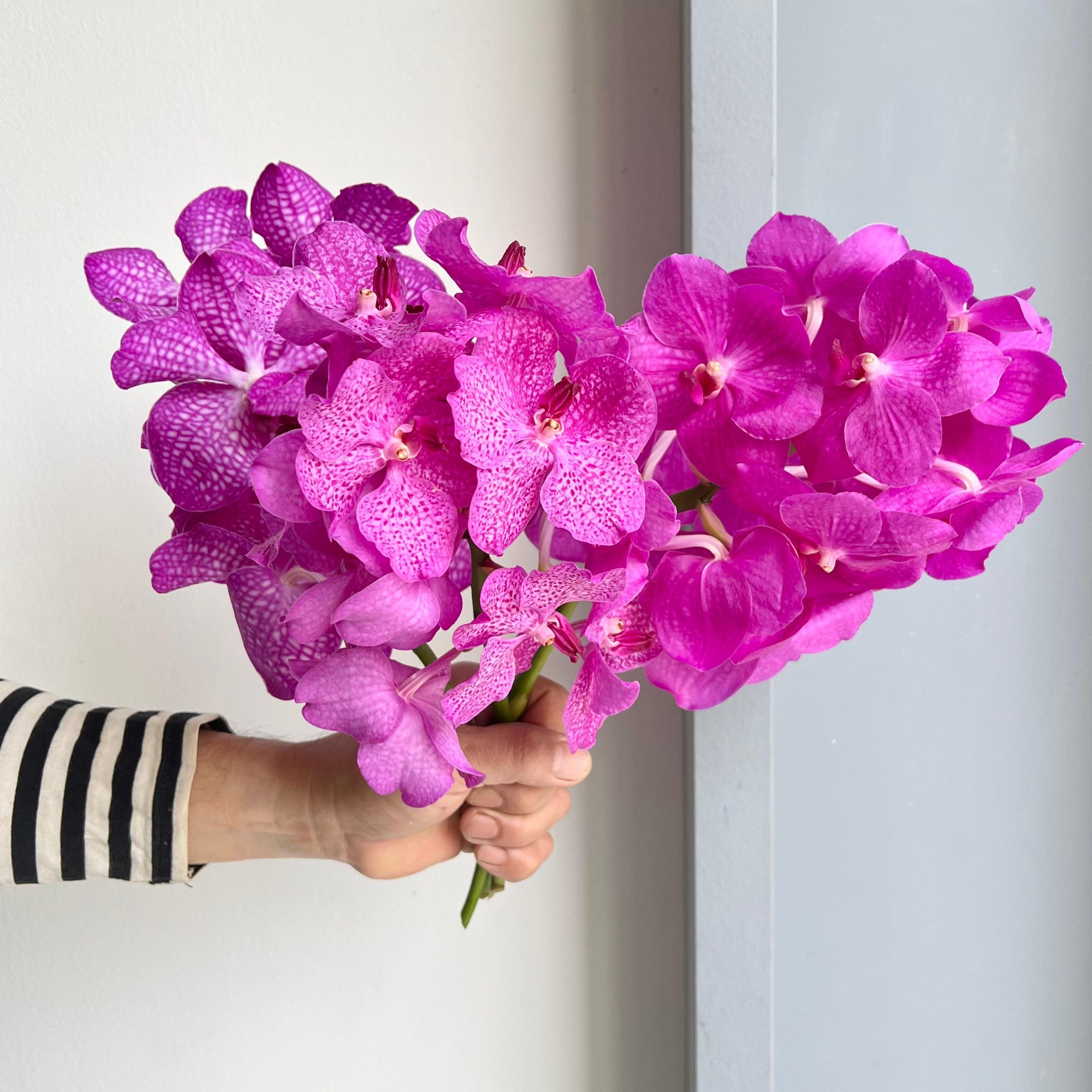 Vanda Orchids - Pink Glitter