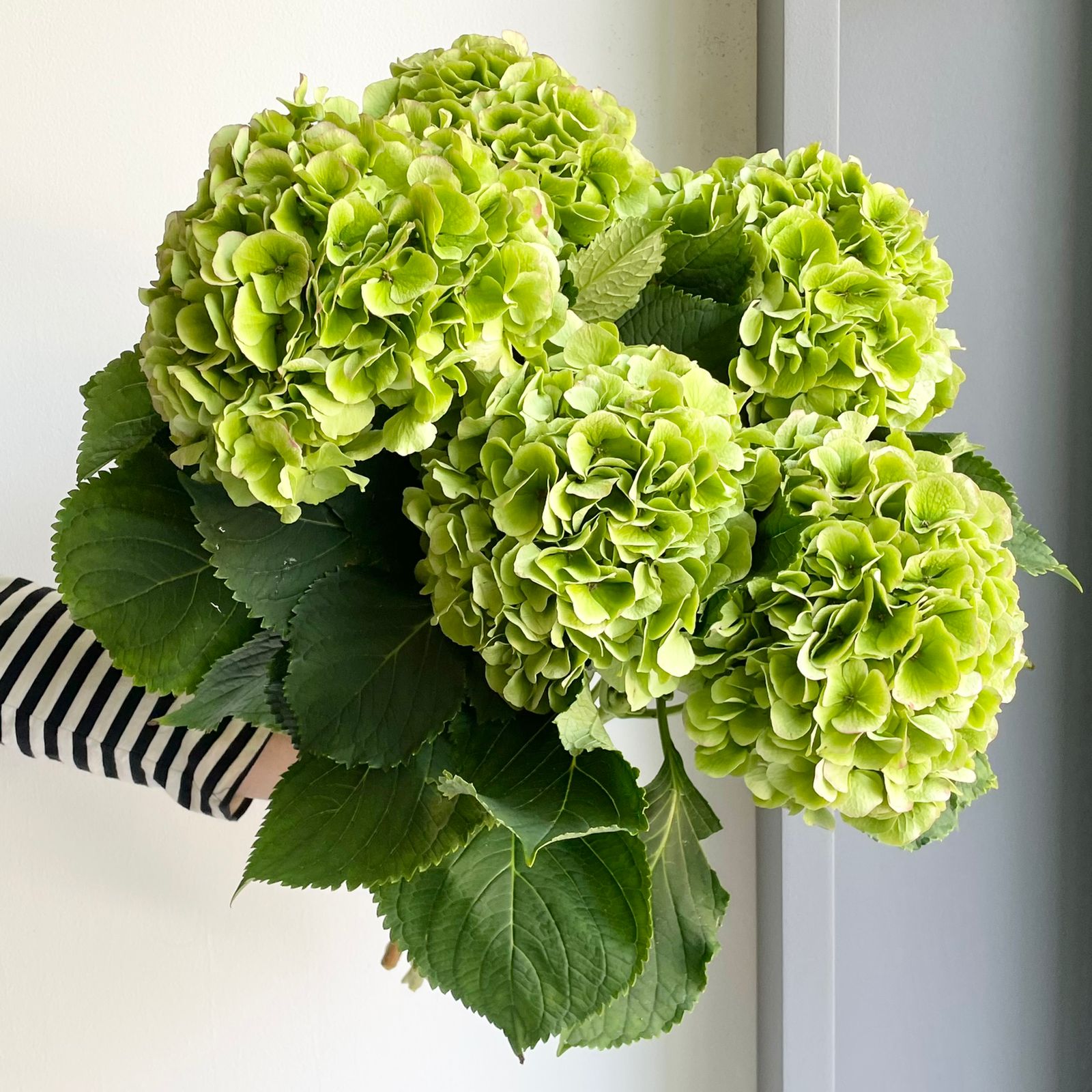 Hydrangeas - Verena Classic Green