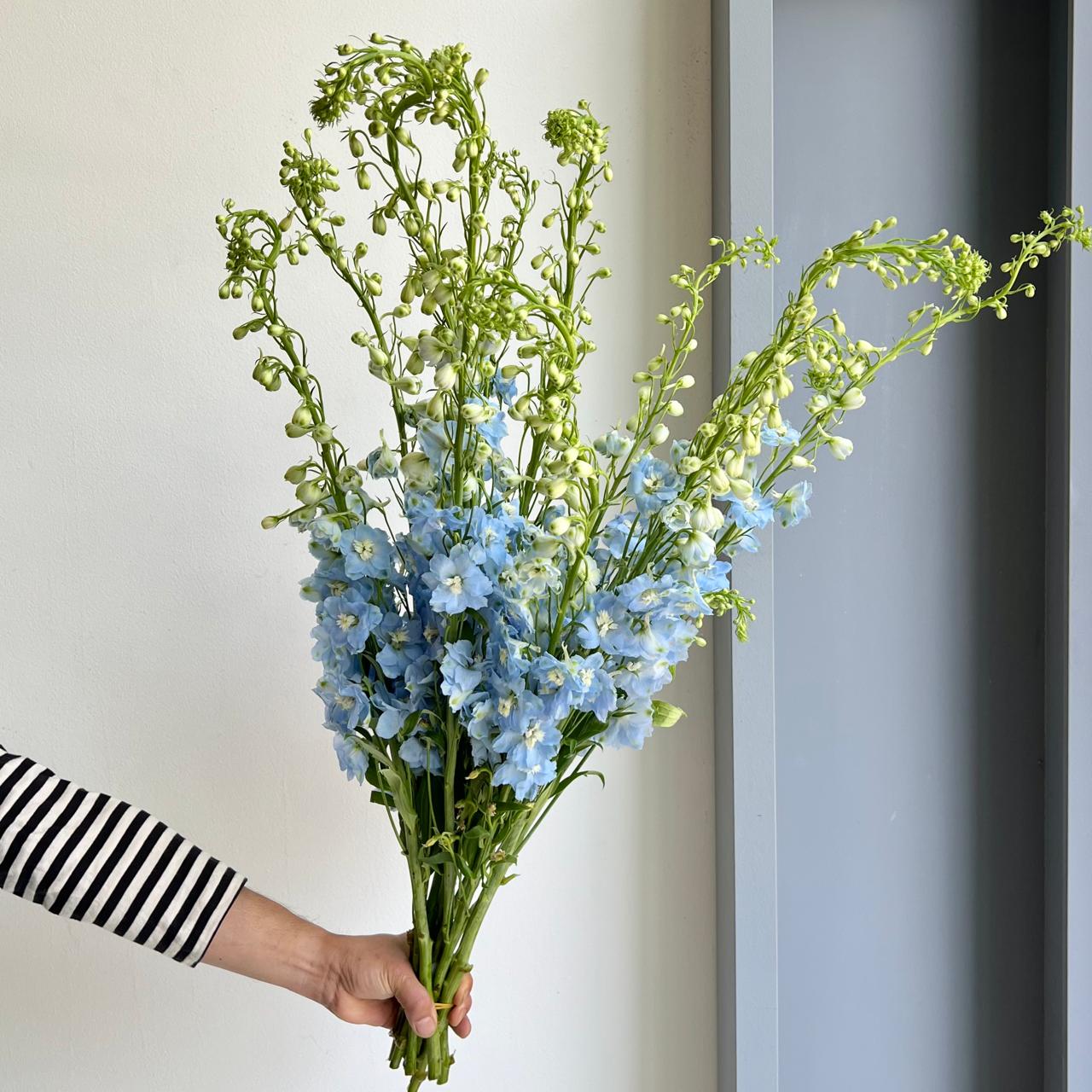 Wild Delphiniums Light Blue