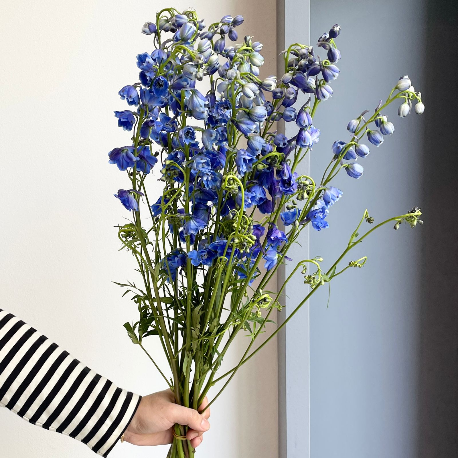 Wild Delphiniums - Royal Blue
