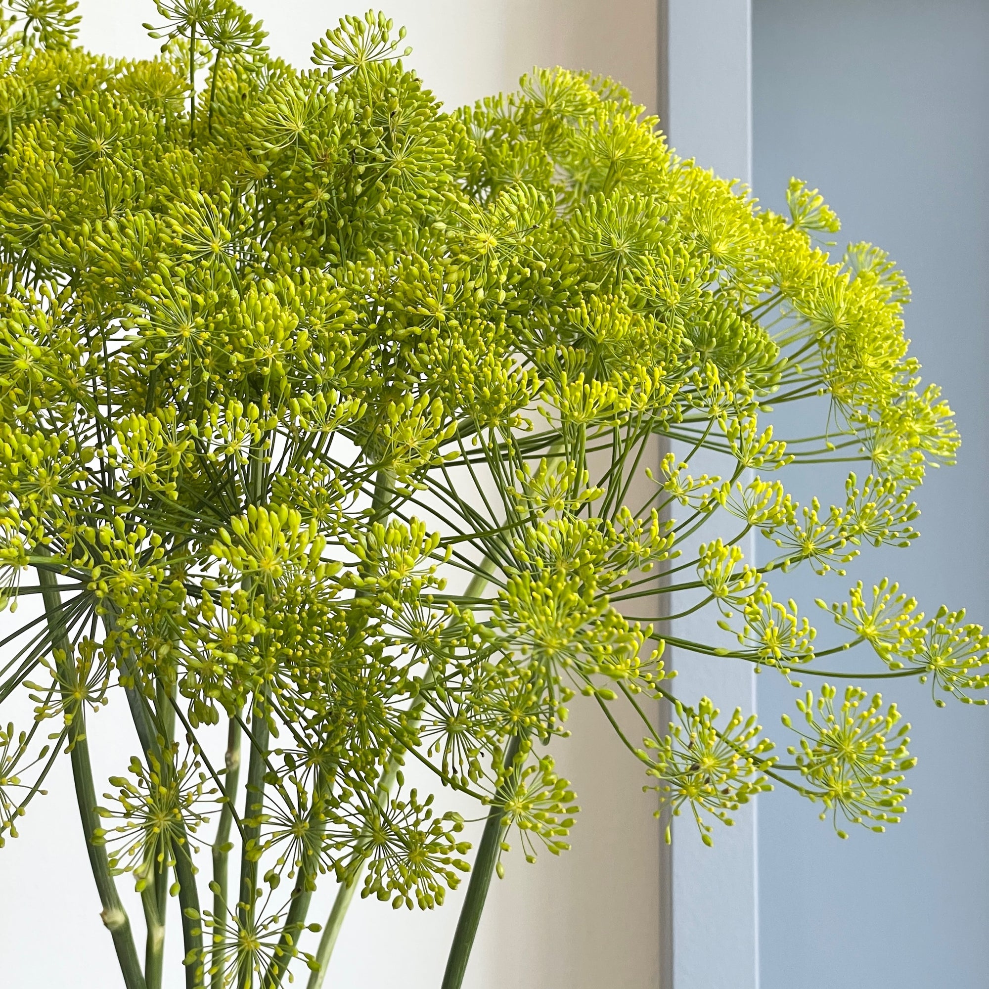 Wild Dill Flower