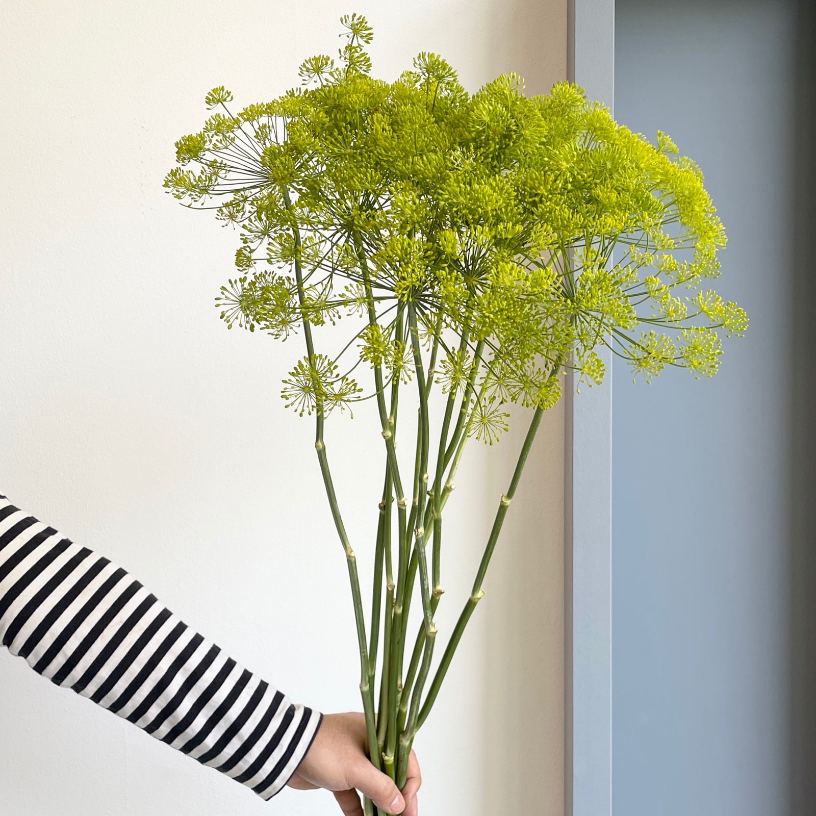 Wild Dill Flower