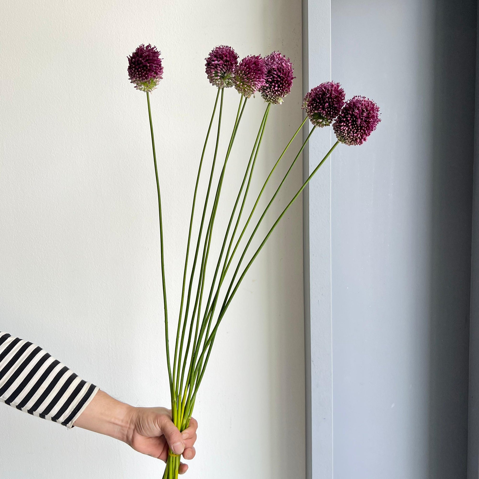 Alliums - Sphaerocephalon (Drumstick Allium)