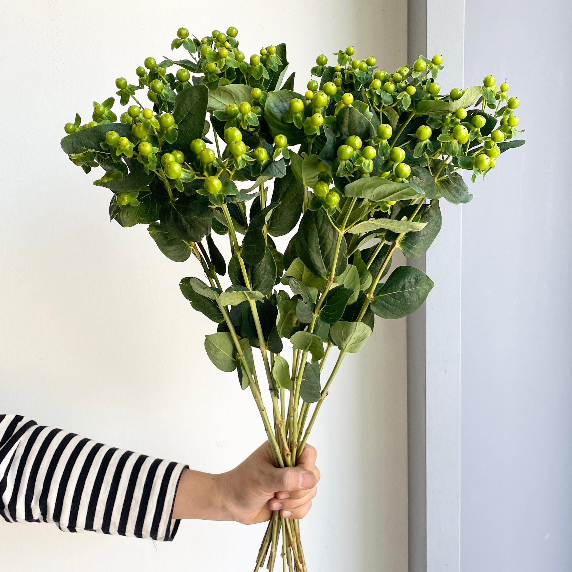 Florette_Flower_Markey_Hypericum_Berries_Green-01-06-2025