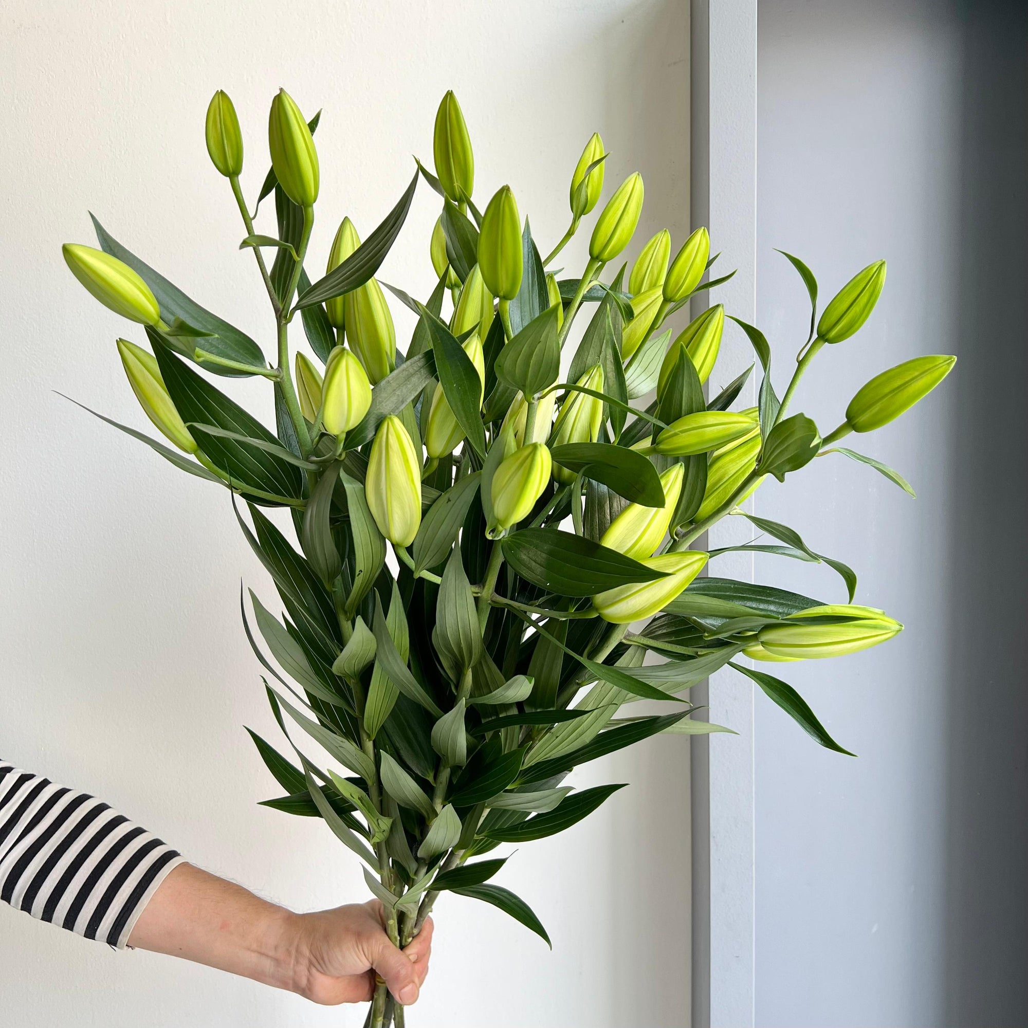 Lilies Oriental - Pacific Ocean White