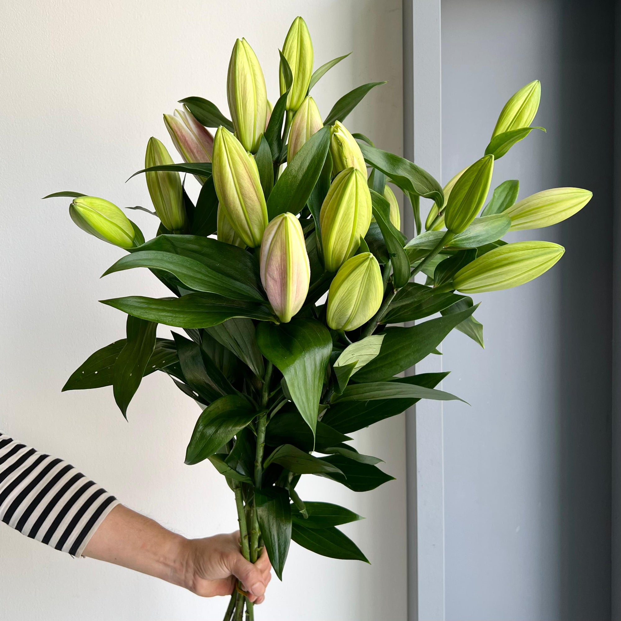 Lilies Orientpet - Trocadero Pink