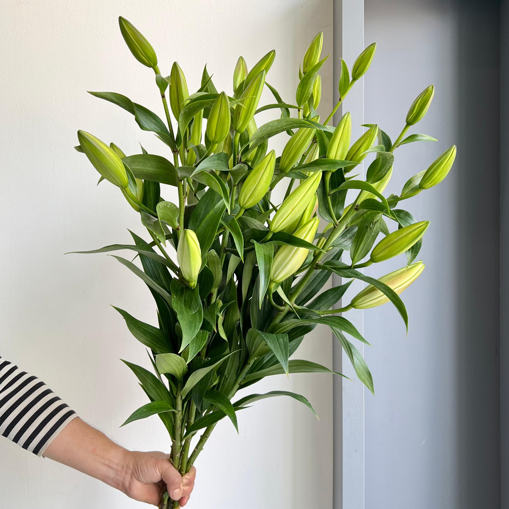 Lilies Orientpet - Zambesi White