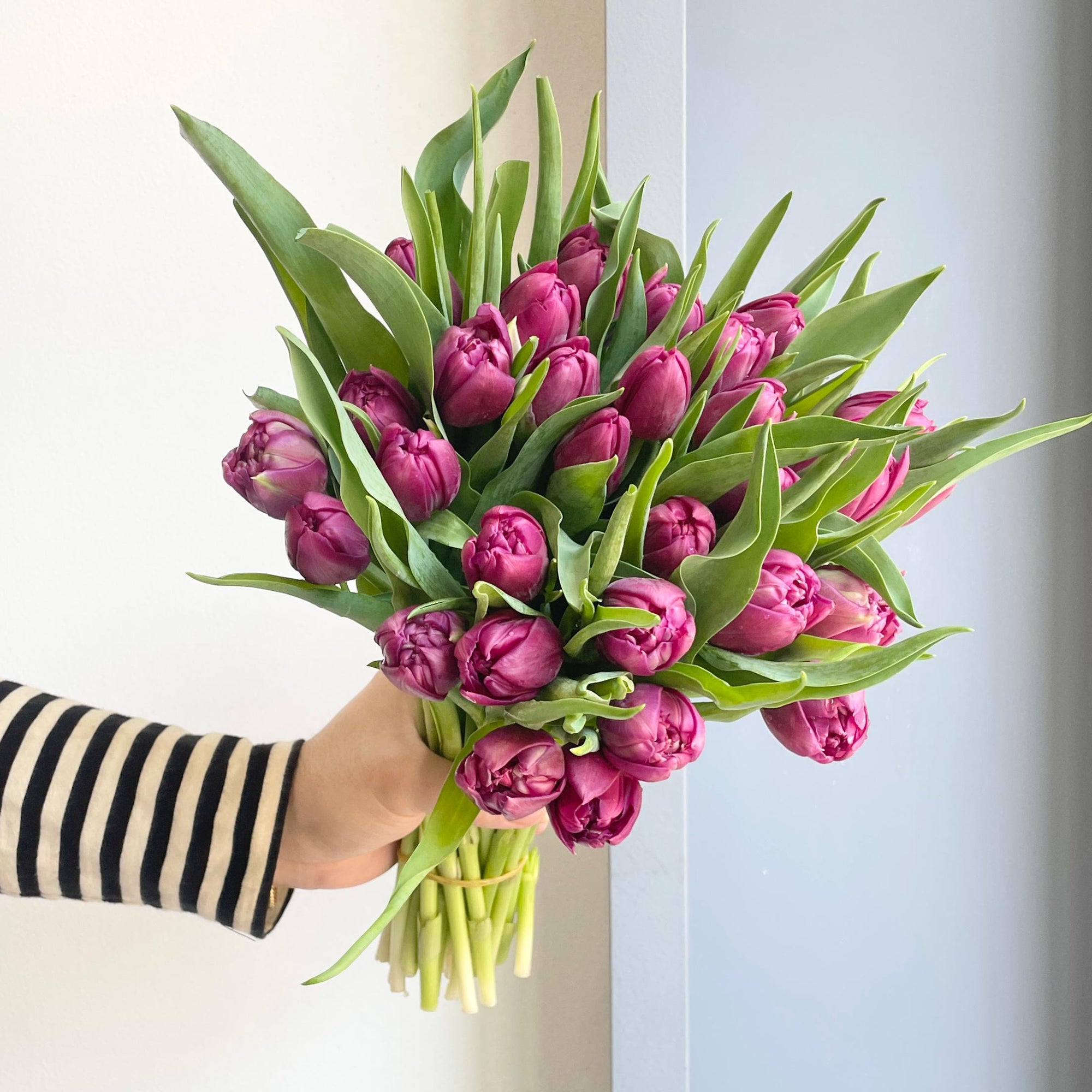 Tulips Double - World Bowl Coast
