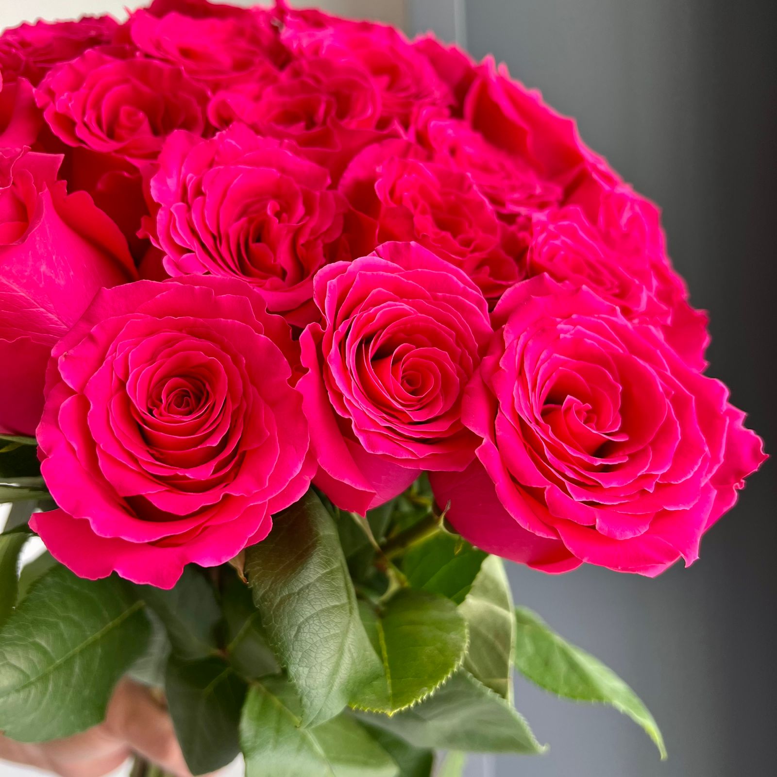 Roses - Full Monty Hot Pink