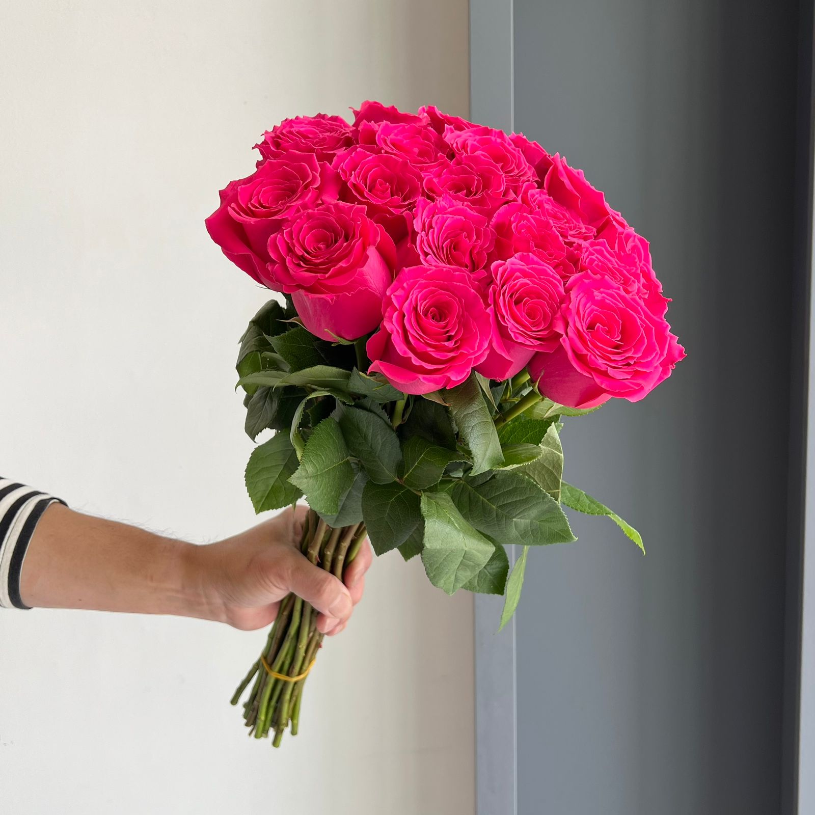 Roses - Full Monty Hot Pink