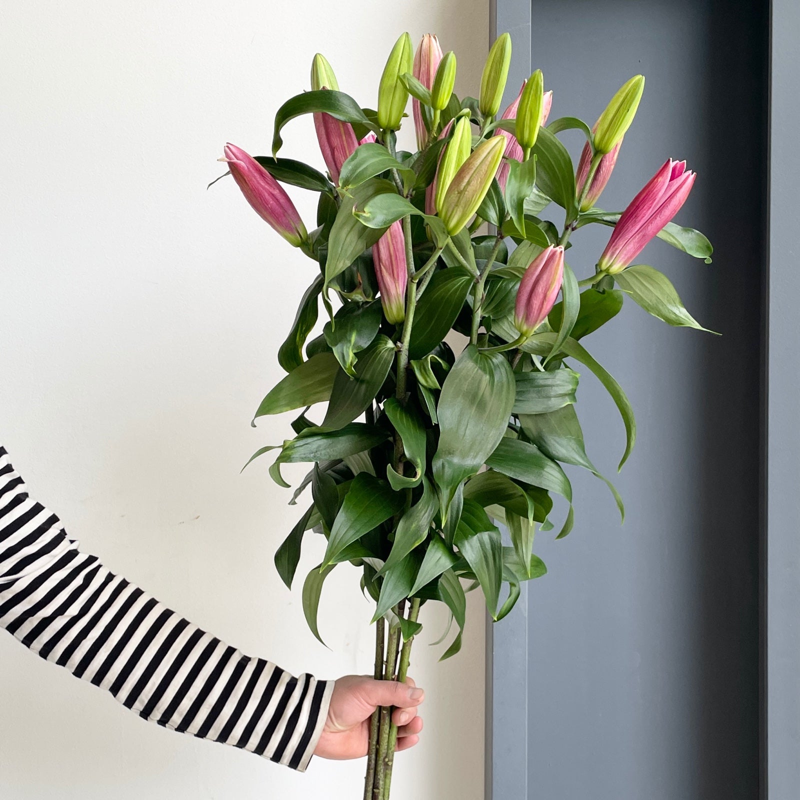 Lilies Orientpet - Notting Hill Hot Pink