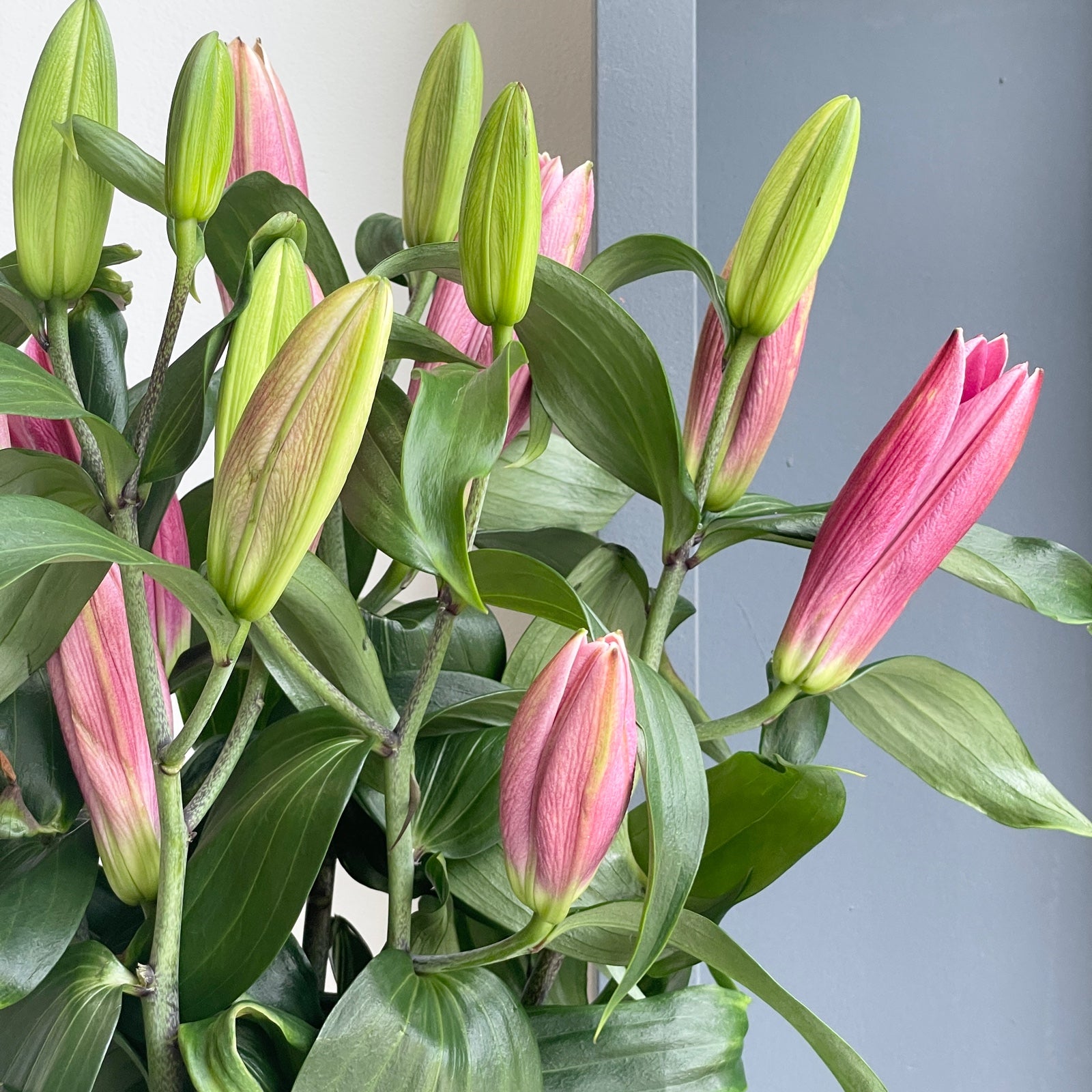 Lilies Orientpet - Notting Hill Hot Pink