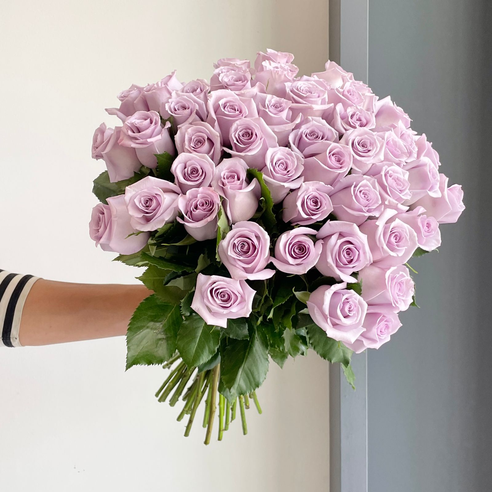 Roses - Ocean Song Lavender (50-Stem Bunch)