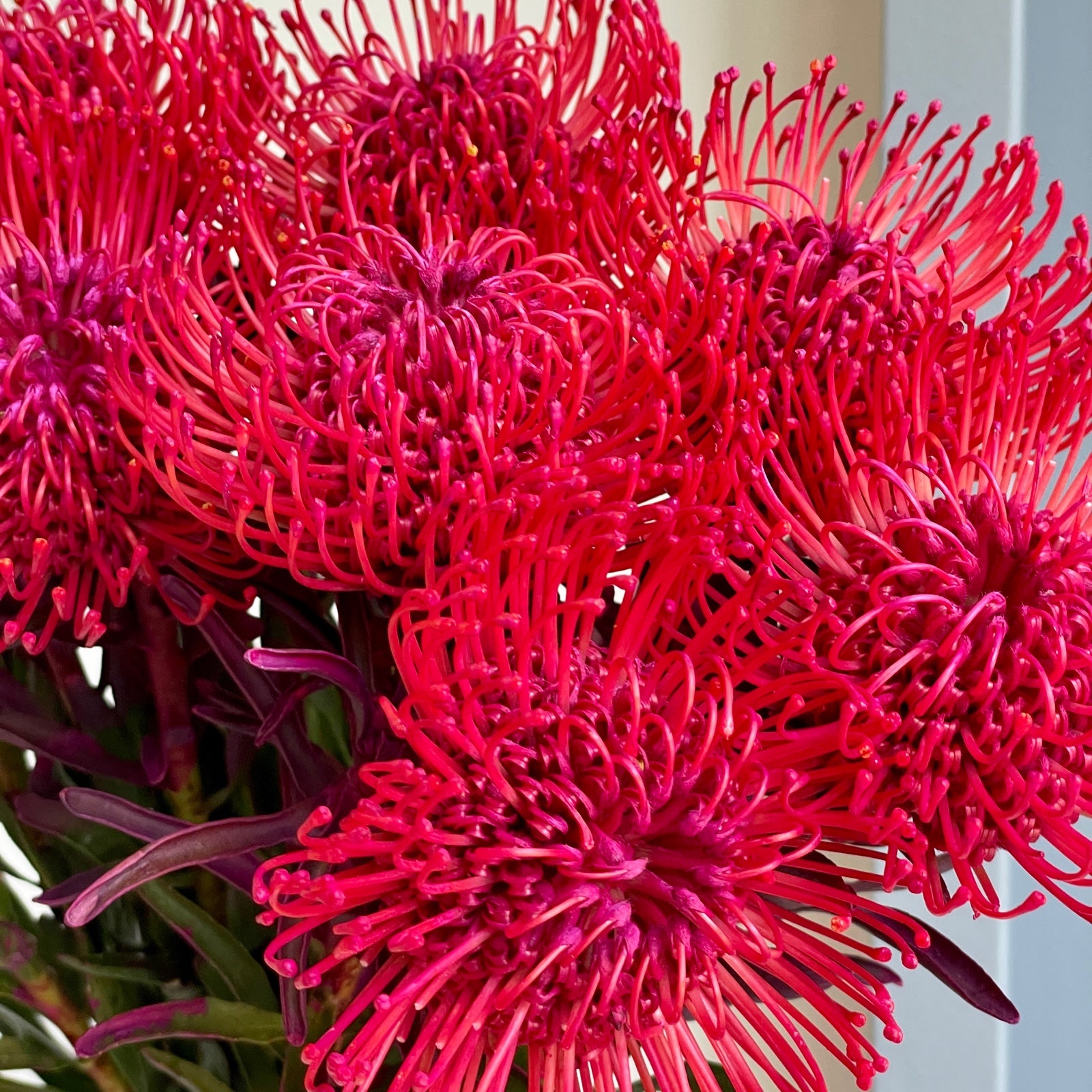 Leucospermum - Dyed Erica Hot Pink