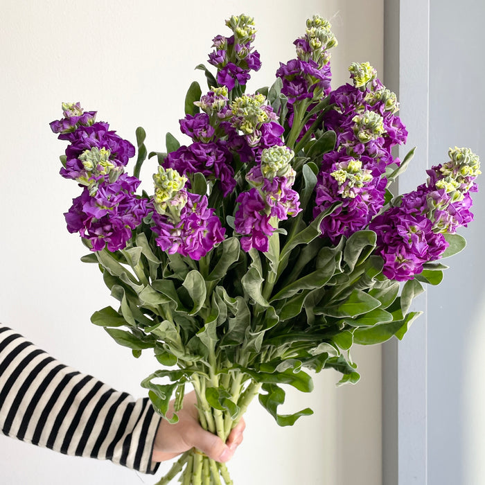 Florette_Market_Flower_Mathiola - Purple