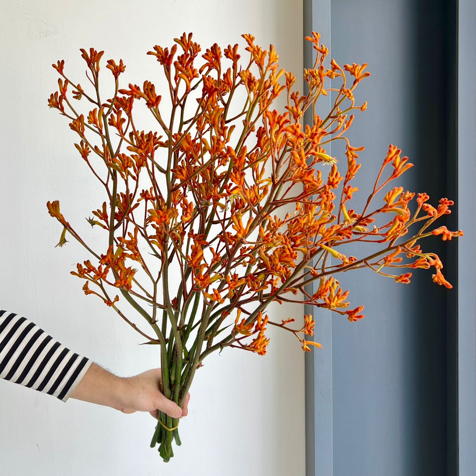Kangaroo Paws - Golden Girl (Orange)