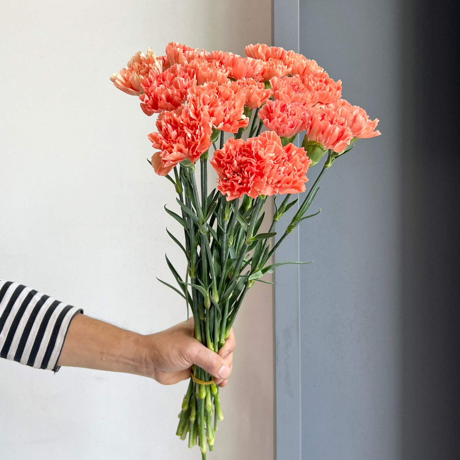 Carnations - Hermes Orange